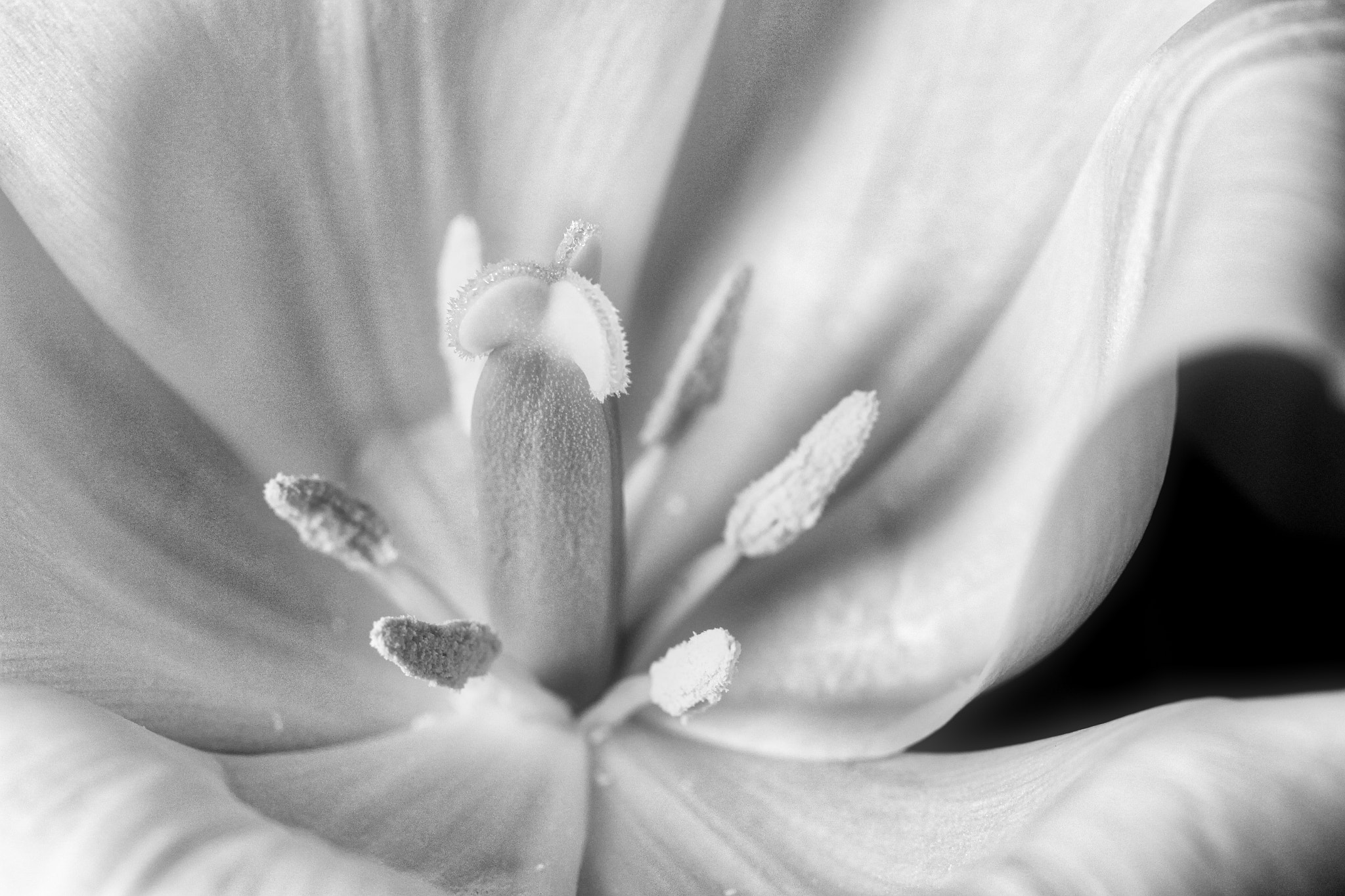 Canon EOS 100D (EOS Rebel SL1 / EOS Kiss X7) sample photo. Black and white tulip photography