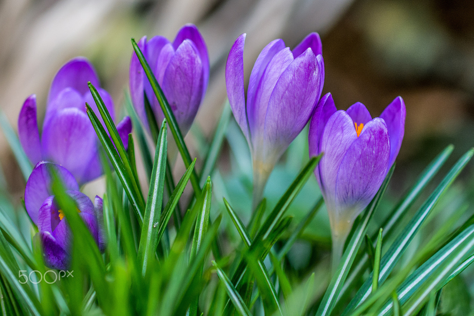 Nikon AF-S DX Micro Nikkor 40mm F2.8 sample photo. Crocus spray photography