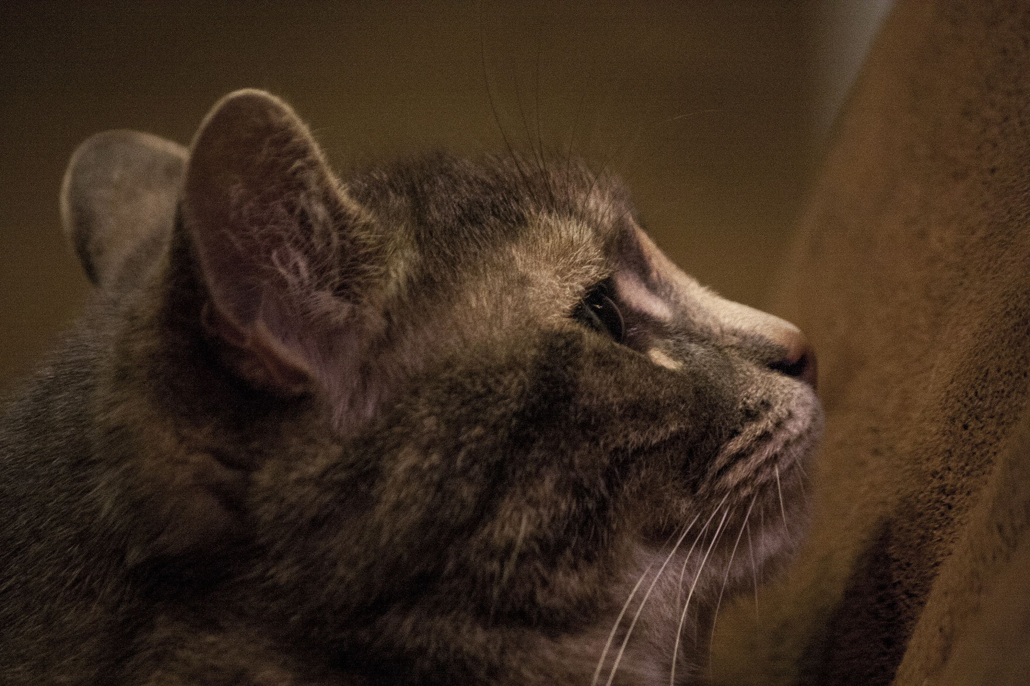 Canon EF-S 55-250mm F4-5.6 IS sample photo. Micia photography