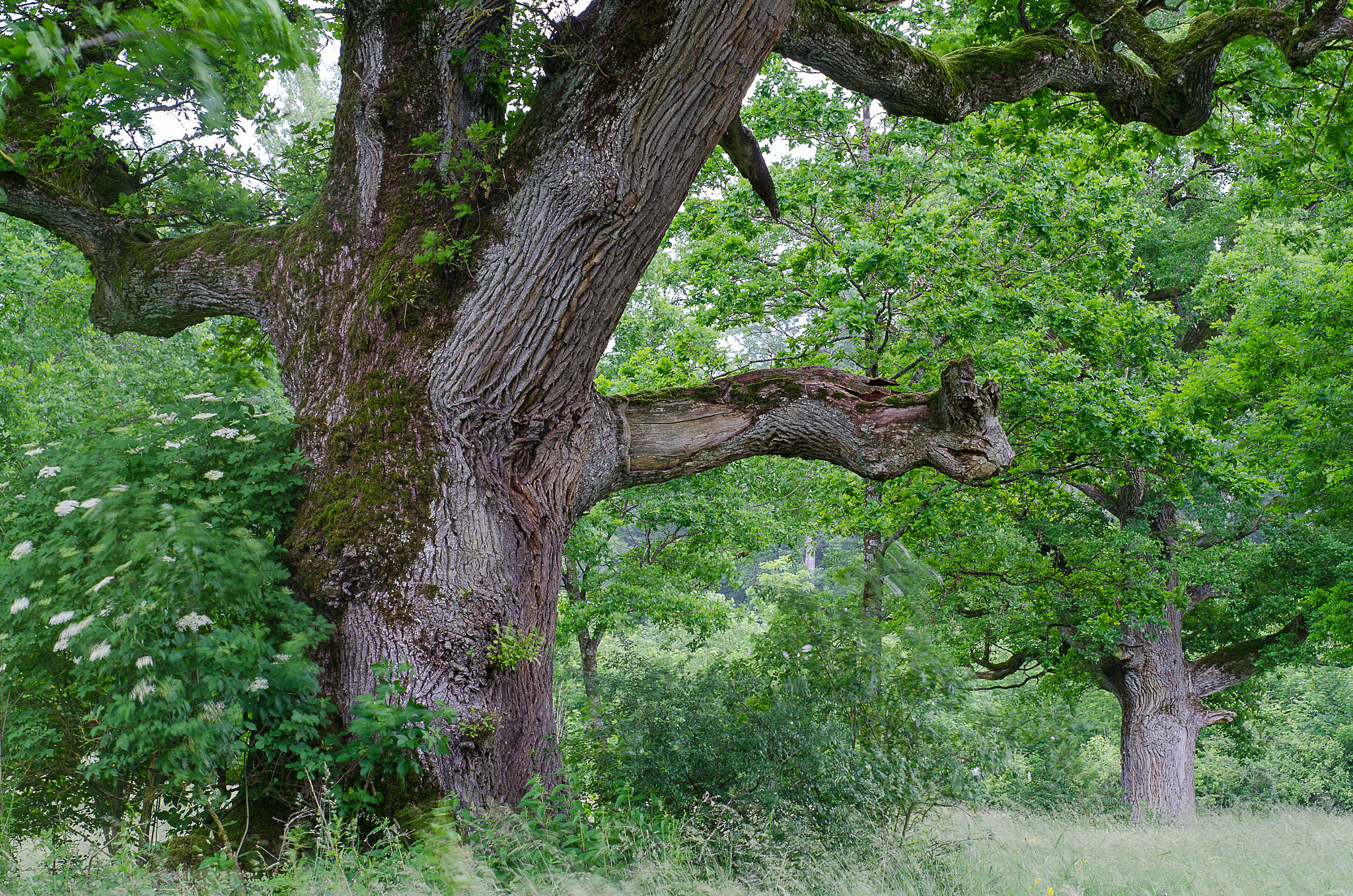 Nikon D7000 sample photo. Oak meadow photography