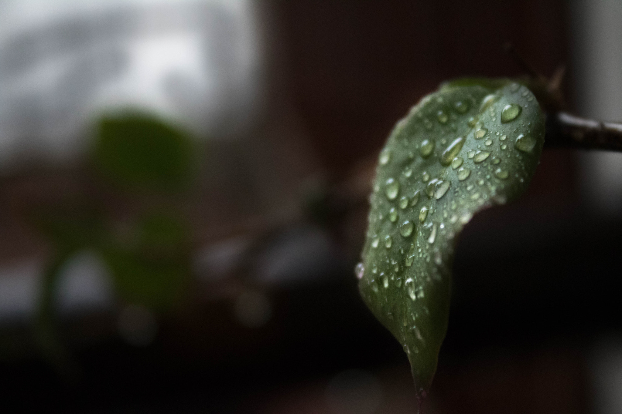 Canon EOS 750D (EOS Rebel T6i / EOS Kiss X8i) sample photo. Hojamojada photography