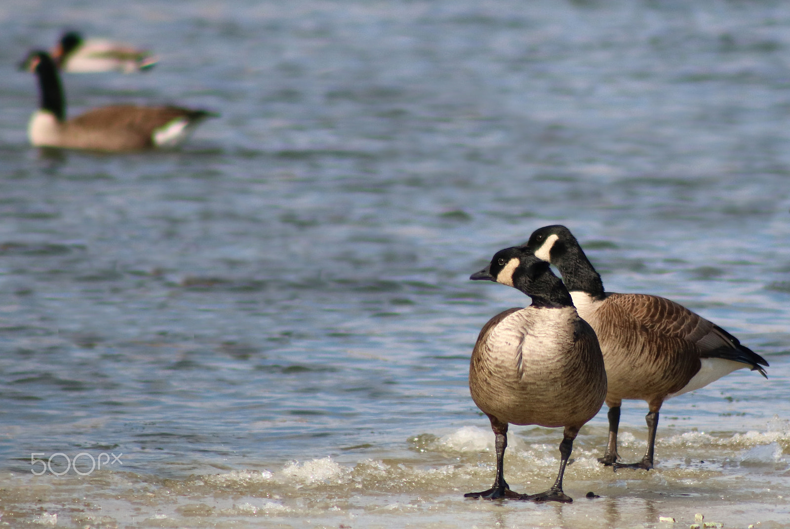 Canon EOS 760D (EOS Rebel T6s / EOS 8000D) sample photo. Canada goose photography