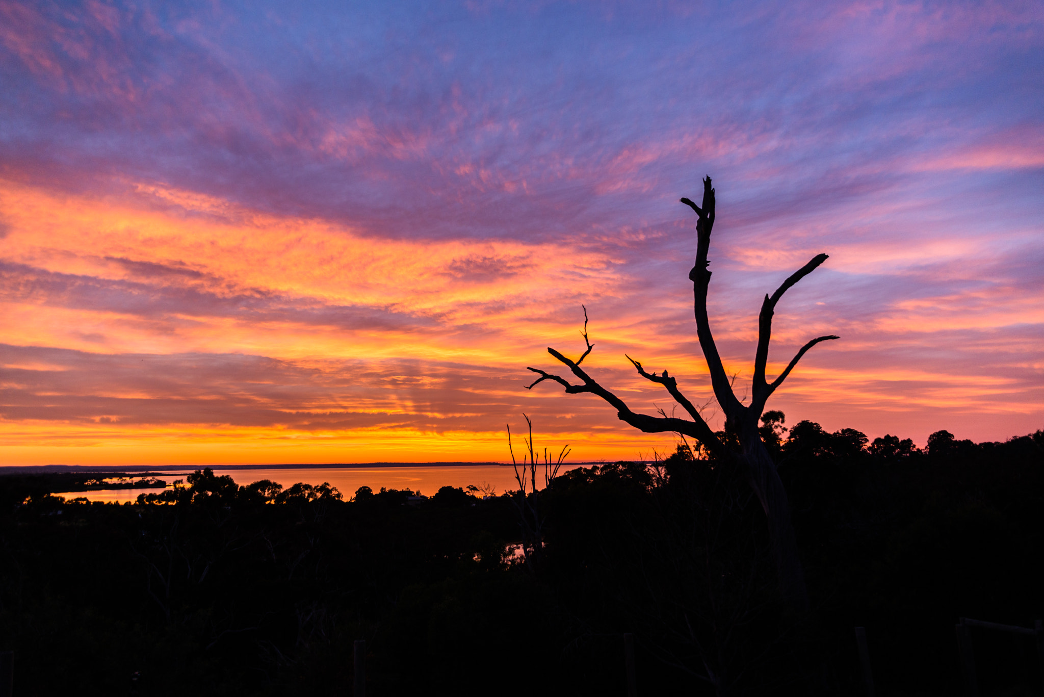 Nikon D800 sample photo. Dead tree sunrise photography