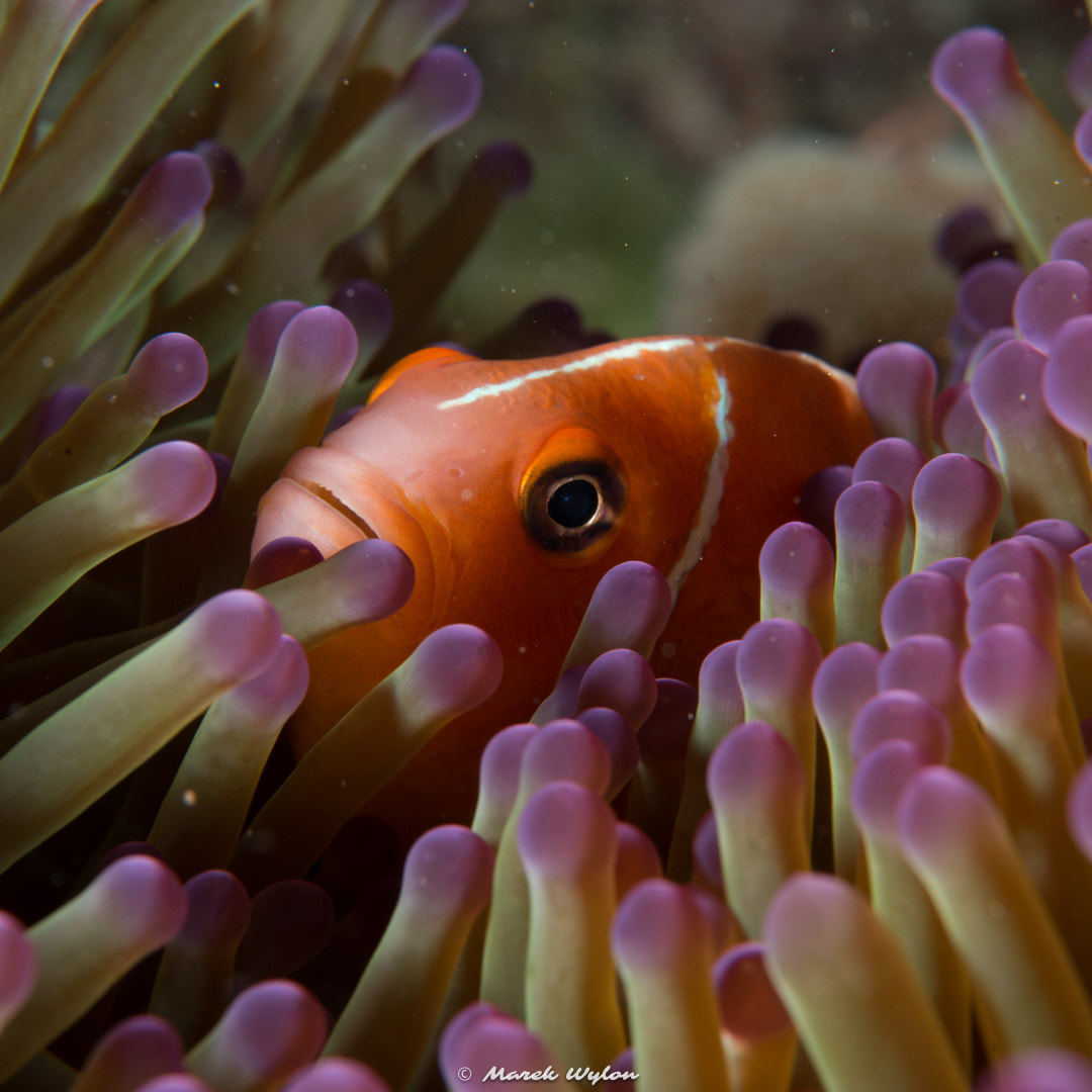 Nikon AF-S Micro-Nikkor 60mm F2.8G ED sample photo. Pink anemonefish | fiji | 2014.10.31 photography