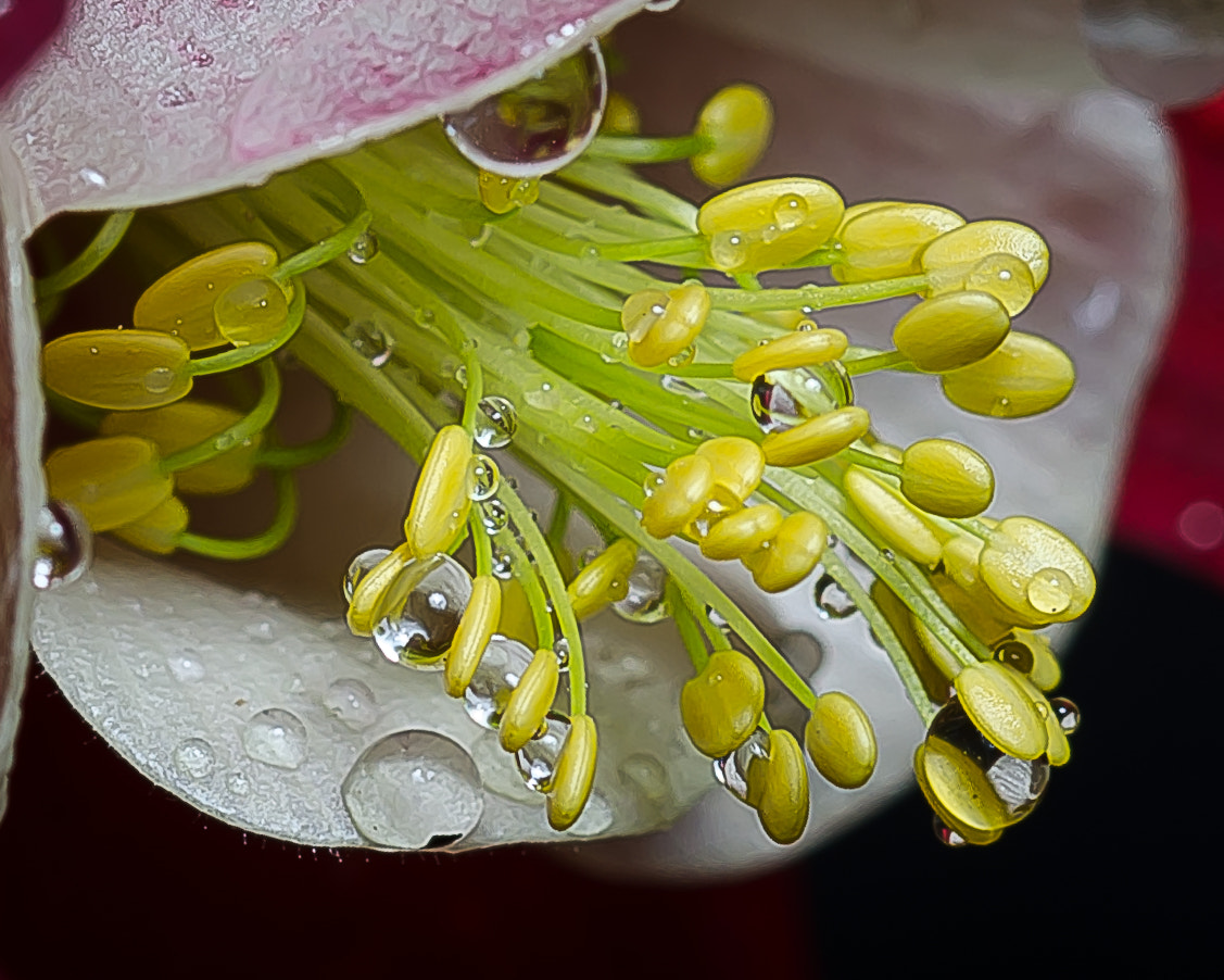 Sigma 105mm F2.8 EX DG OS HSM sample photo. Flower019 photography