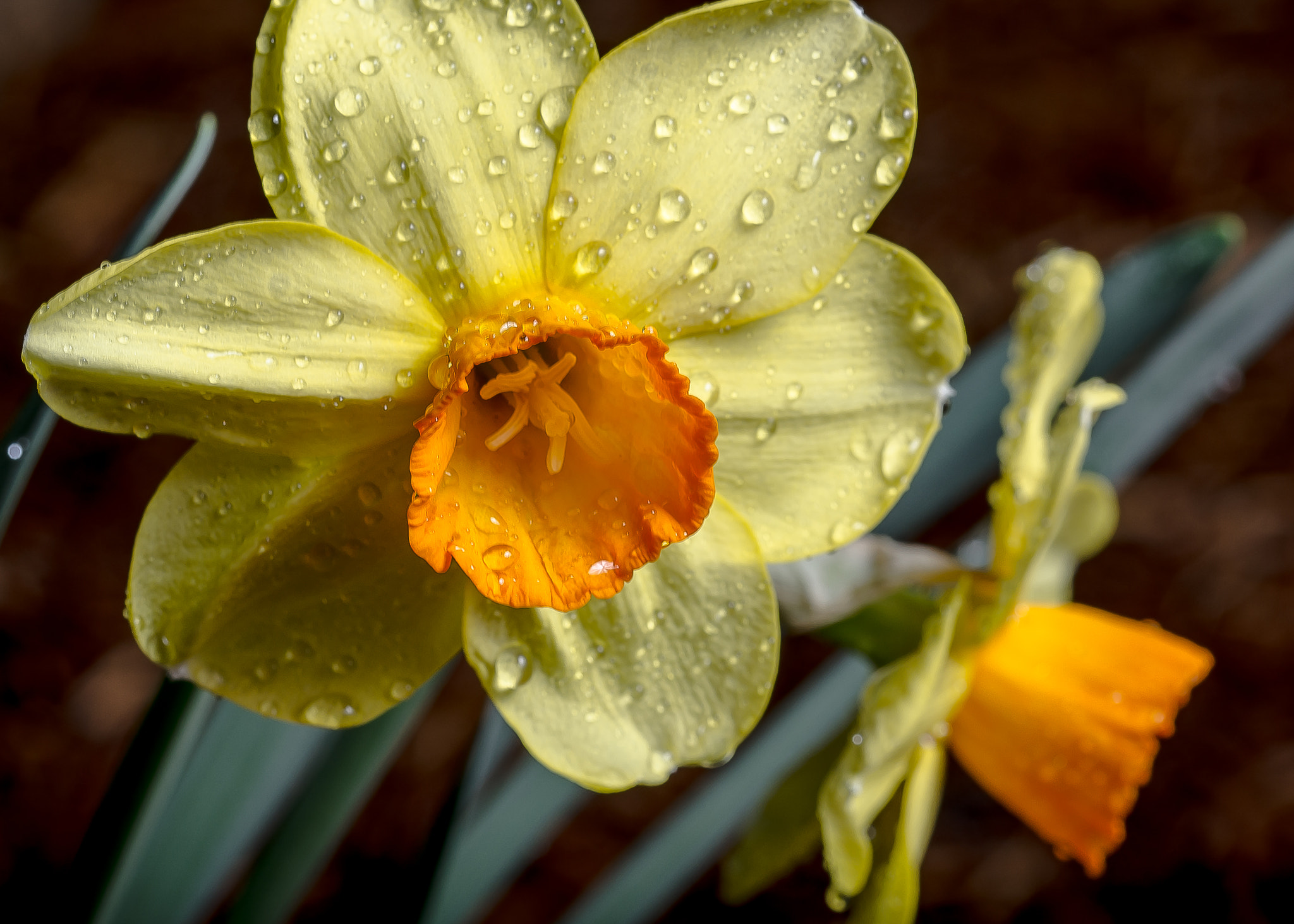 Sigma 105mm F2.8 EX DG OS HSM sample photo. Flower020 photography