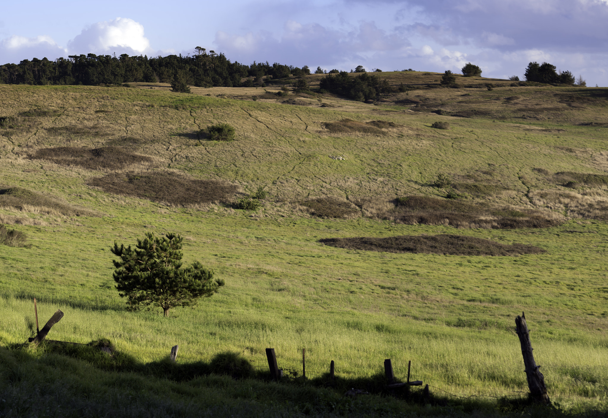 Sony a7R II + Sony FE 70-200mm F4 G OSS sample photo. Fiscalini ranch preserve photography