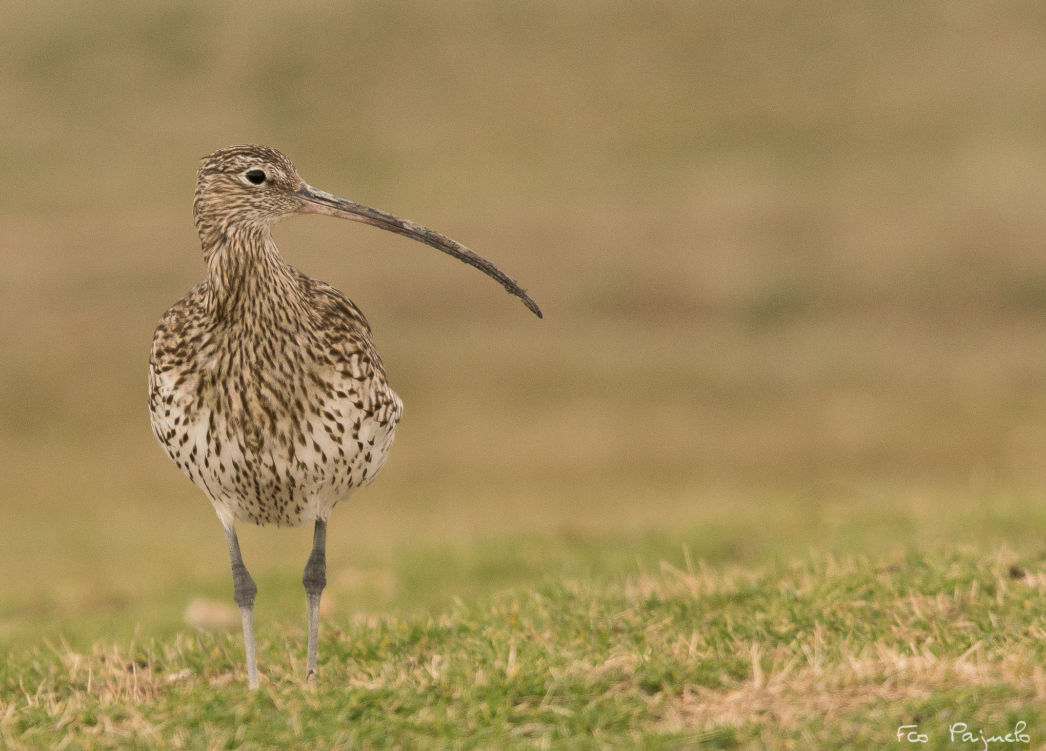 300mm F2.8 G sample photo. Zarapito comun photography