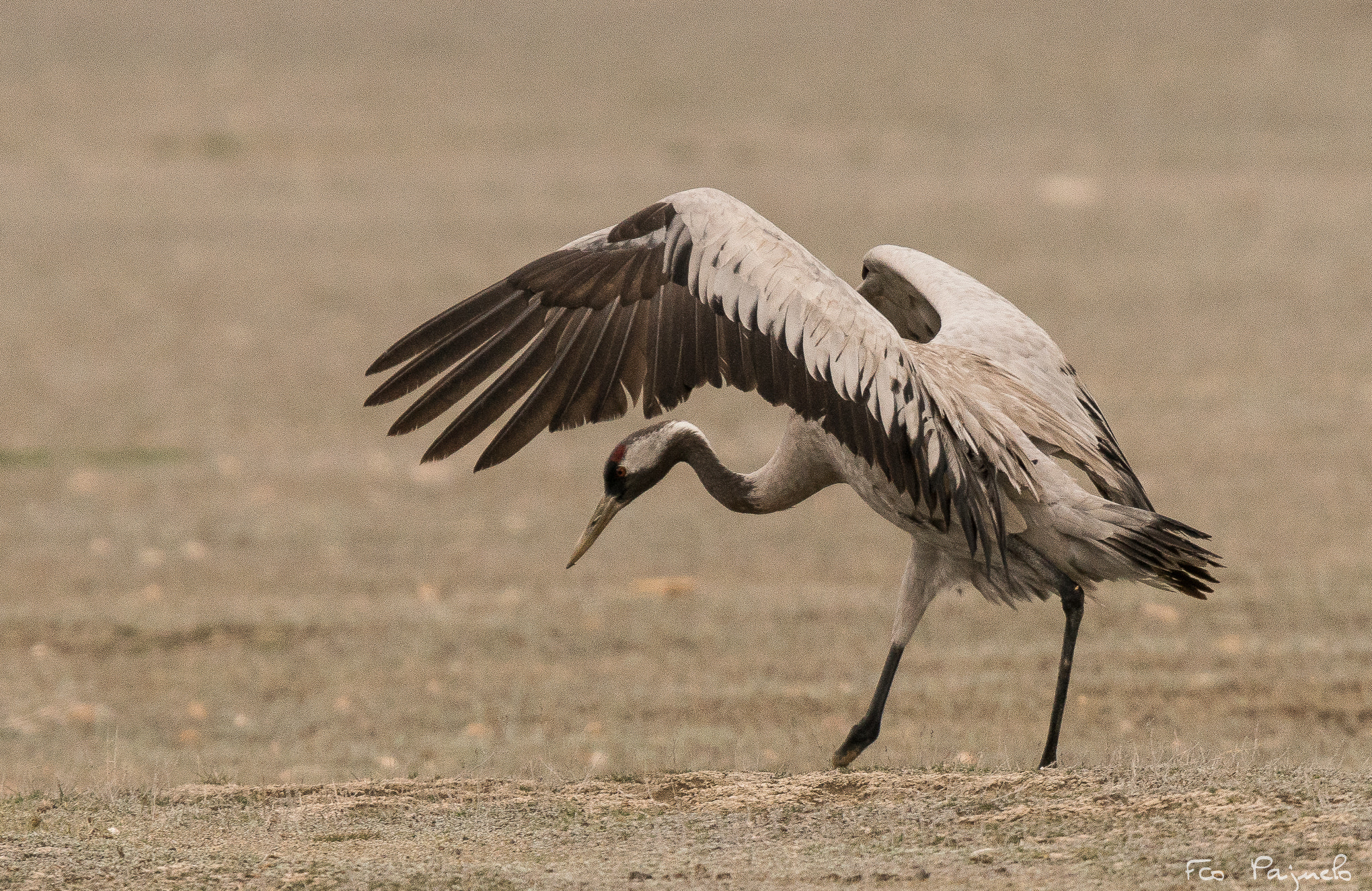 300mm F2.8 G sample photo. Grus grus...  photography