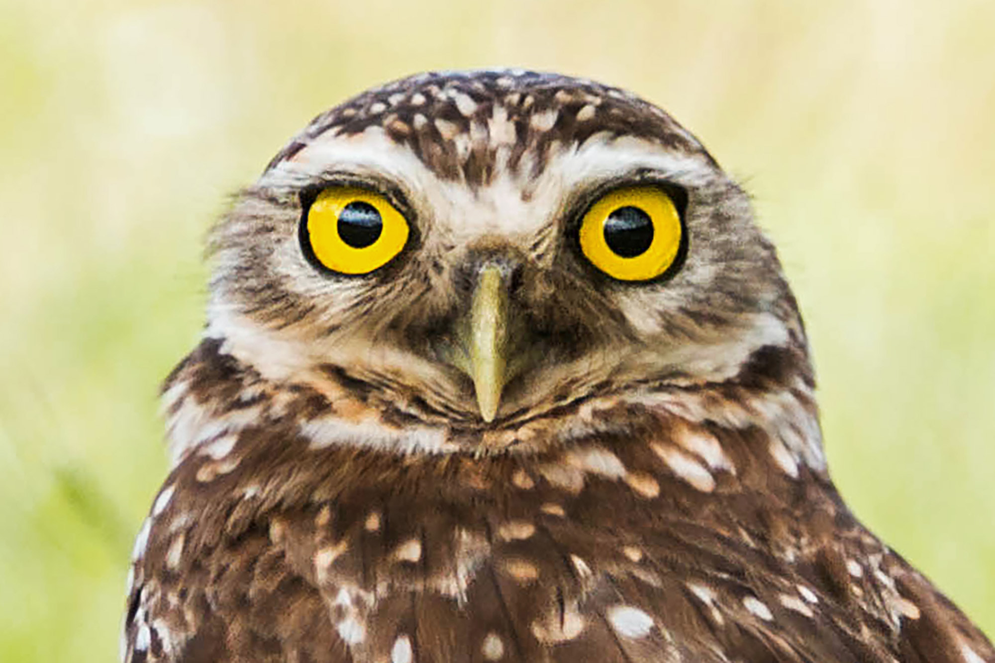 Canon EOS 70D + Canon EF 70-200mm F2.8L IS II USM sample photo. Little owl with open eyes photography