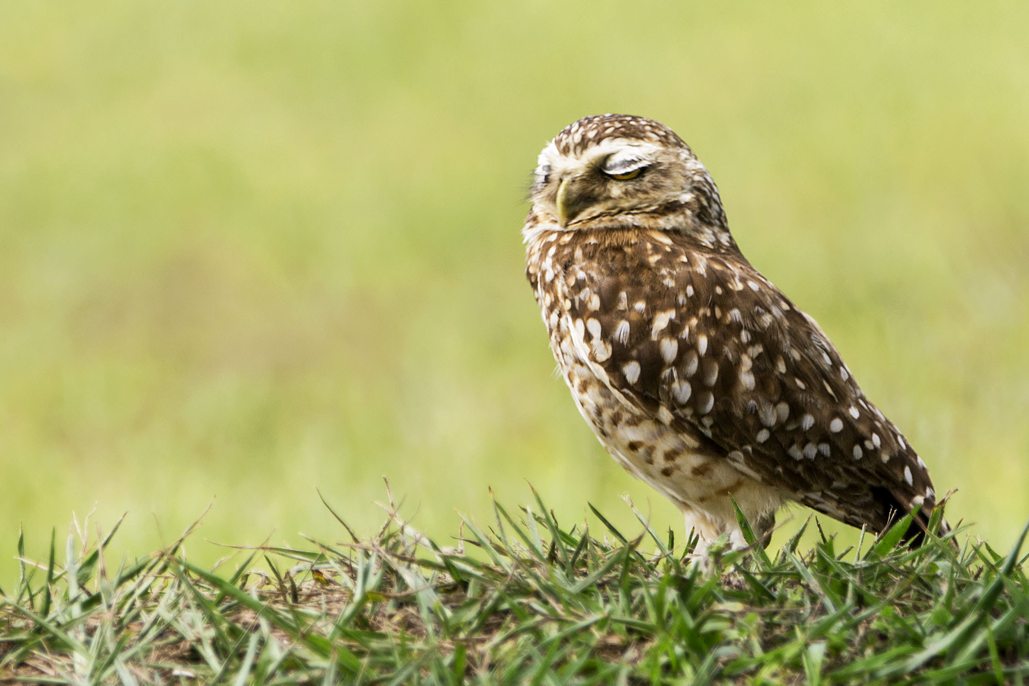 Canon EOS 70D + Canon EF 70-200mm F2.8L IS II USM sample photo. Sleepy owl photography