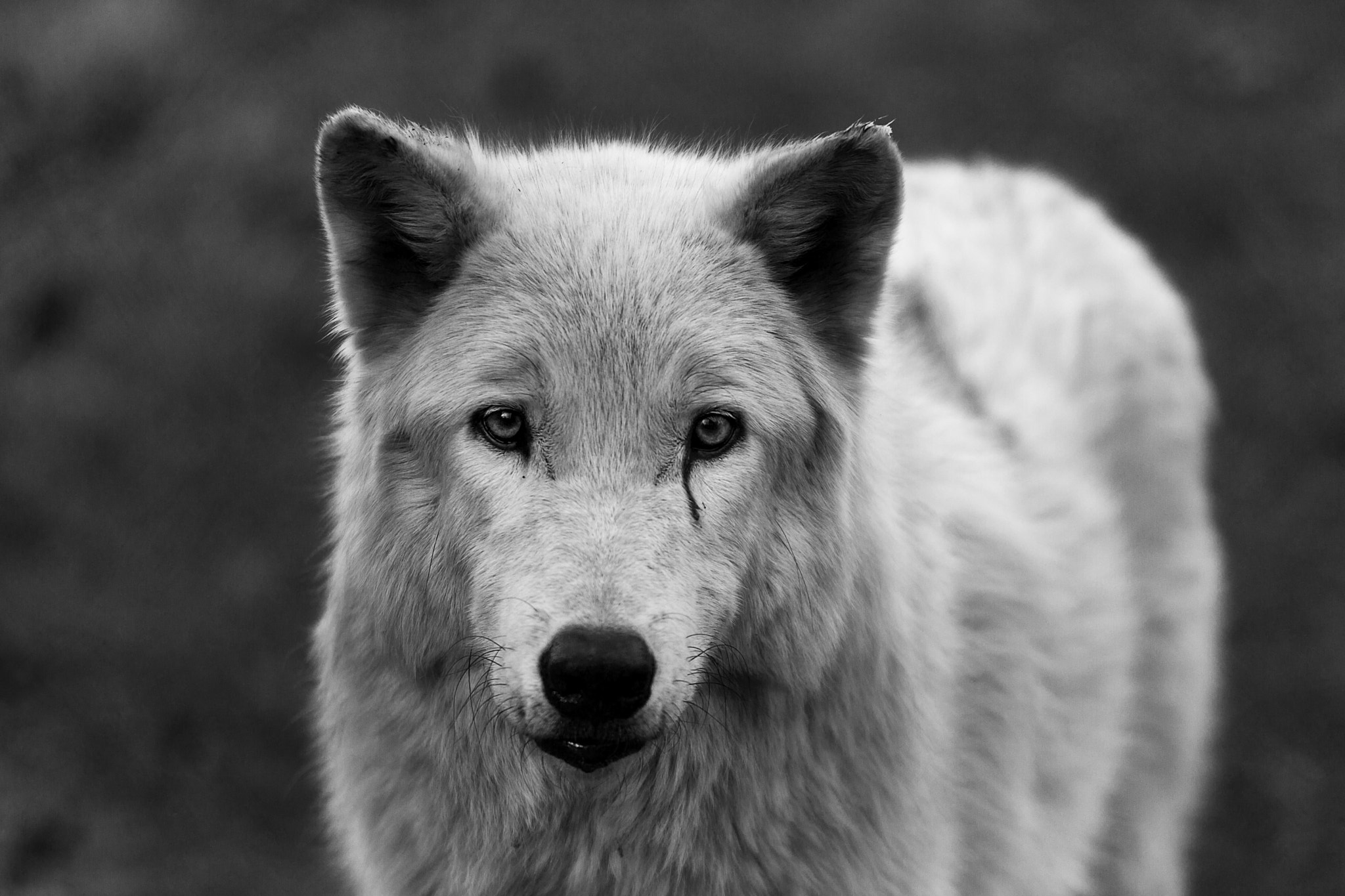 Canon EF 70-200mm F2.8L USM sample photo. Wolf portrait photography
