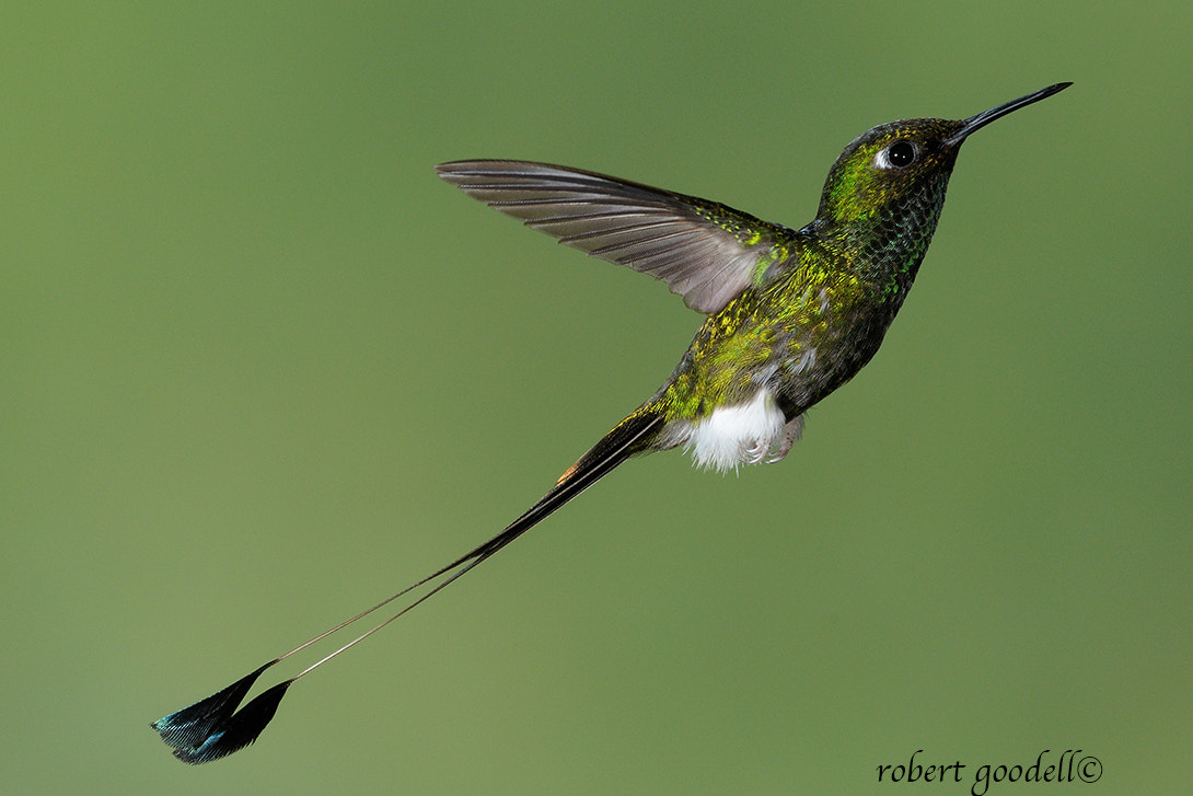 Nikon D300 sample photo. Booted racket-tail photography