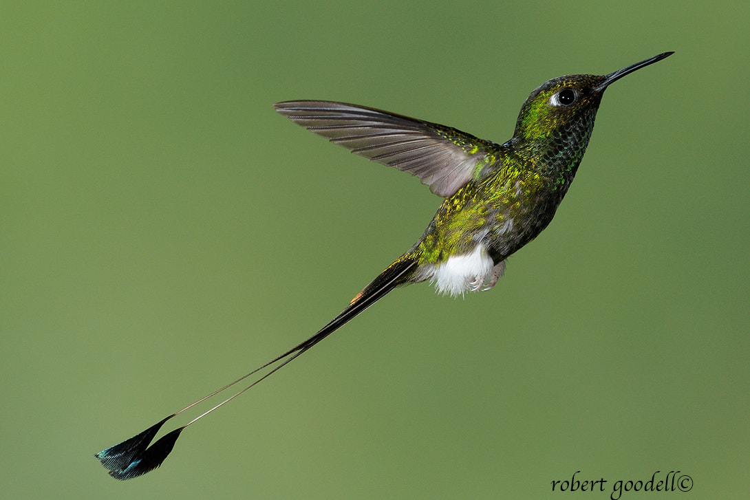 Nikon D300 + Nikon AF-S Nikkor 300mm F2.8G ED-IF VR sample photo. Booted racket-tail photography