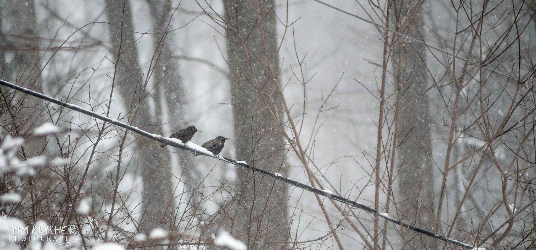 Pentax K-50 + A Series Lens sample photo. Birds in snow photography