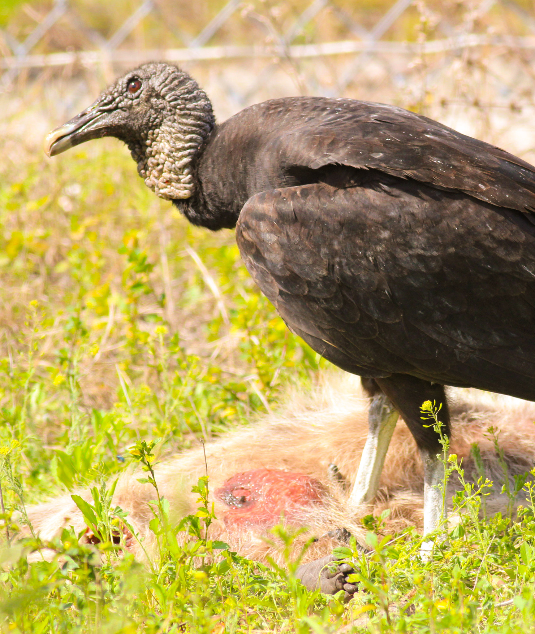 Canon EOS 600D (Rebel EOS T3i / EOS Kiss X5) + Canon EF 400mm F5.6L USM sample photo. Black vulture photography