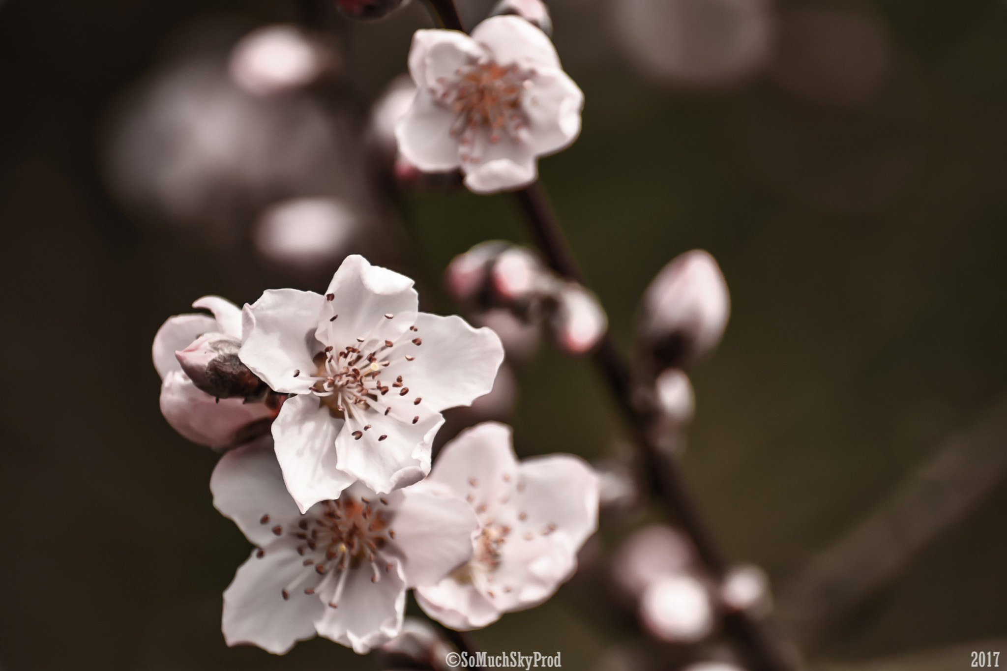 Nikon D5500 + Sigma 50-150mm F2.8 EX APO DC HSM II sample photo. Flor do pessegueiro photography