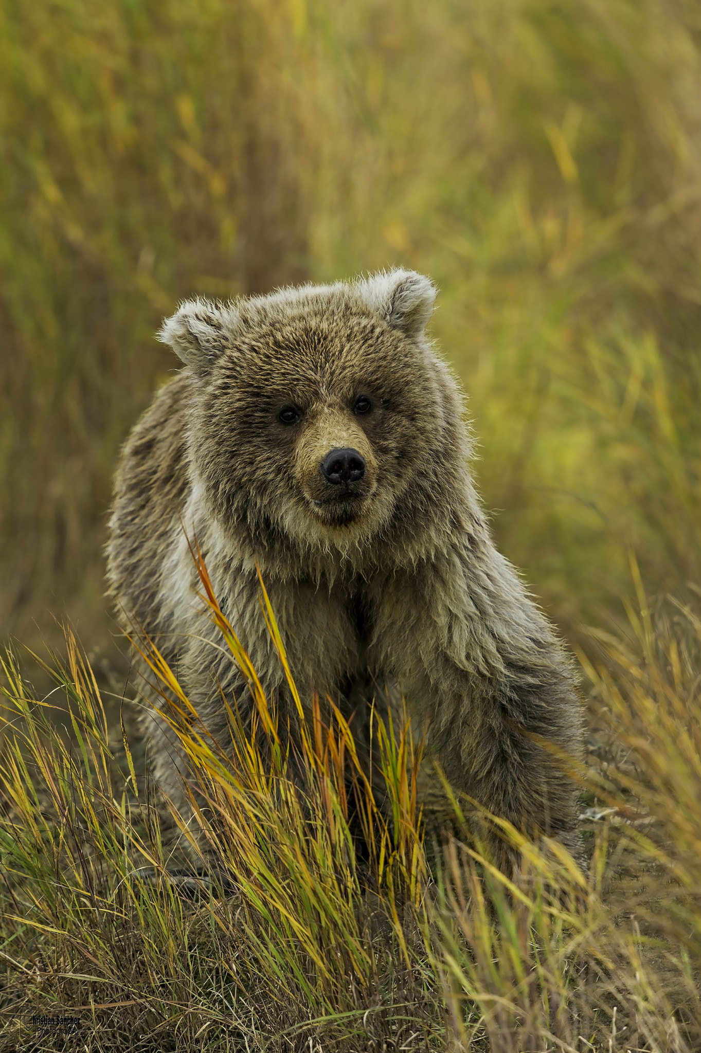 Nikon D4 sample photo. Grizzly bear photography