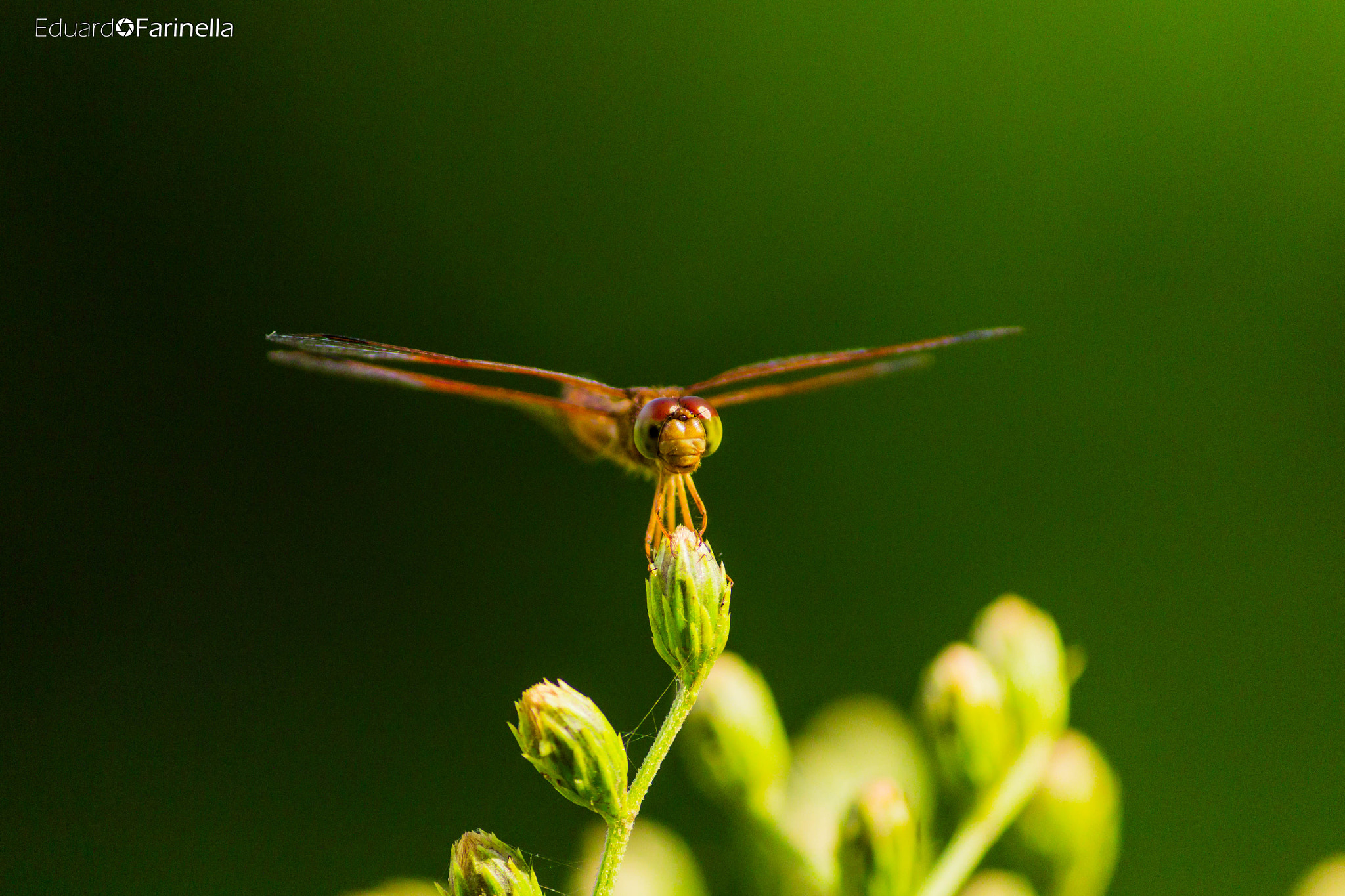 Canon EF-S 55-250mm F4-5.6 IS II sample photo. Img photography
