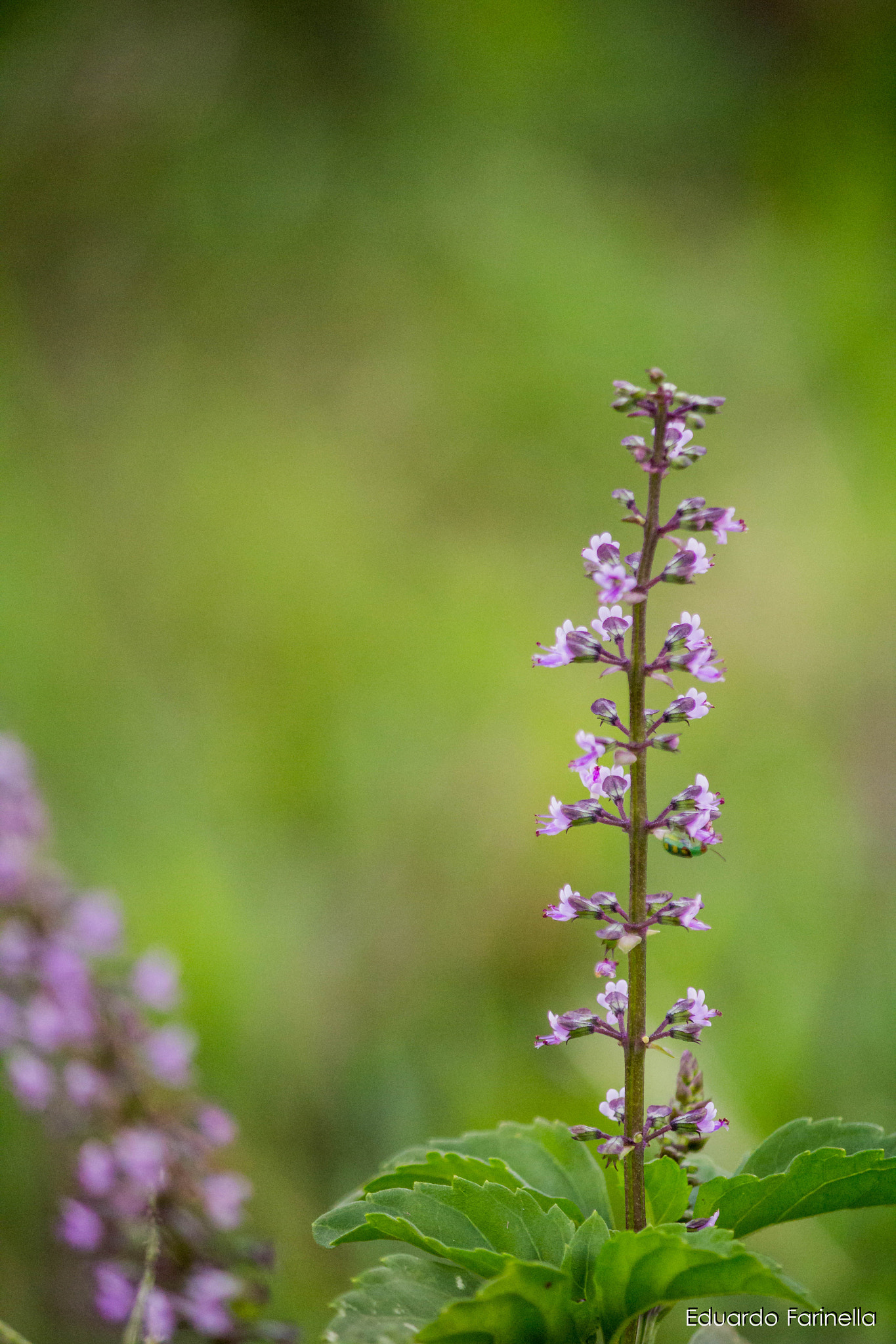 Canon EF-S 55-250mm F4-5.6 IS II sample photo. Img photography