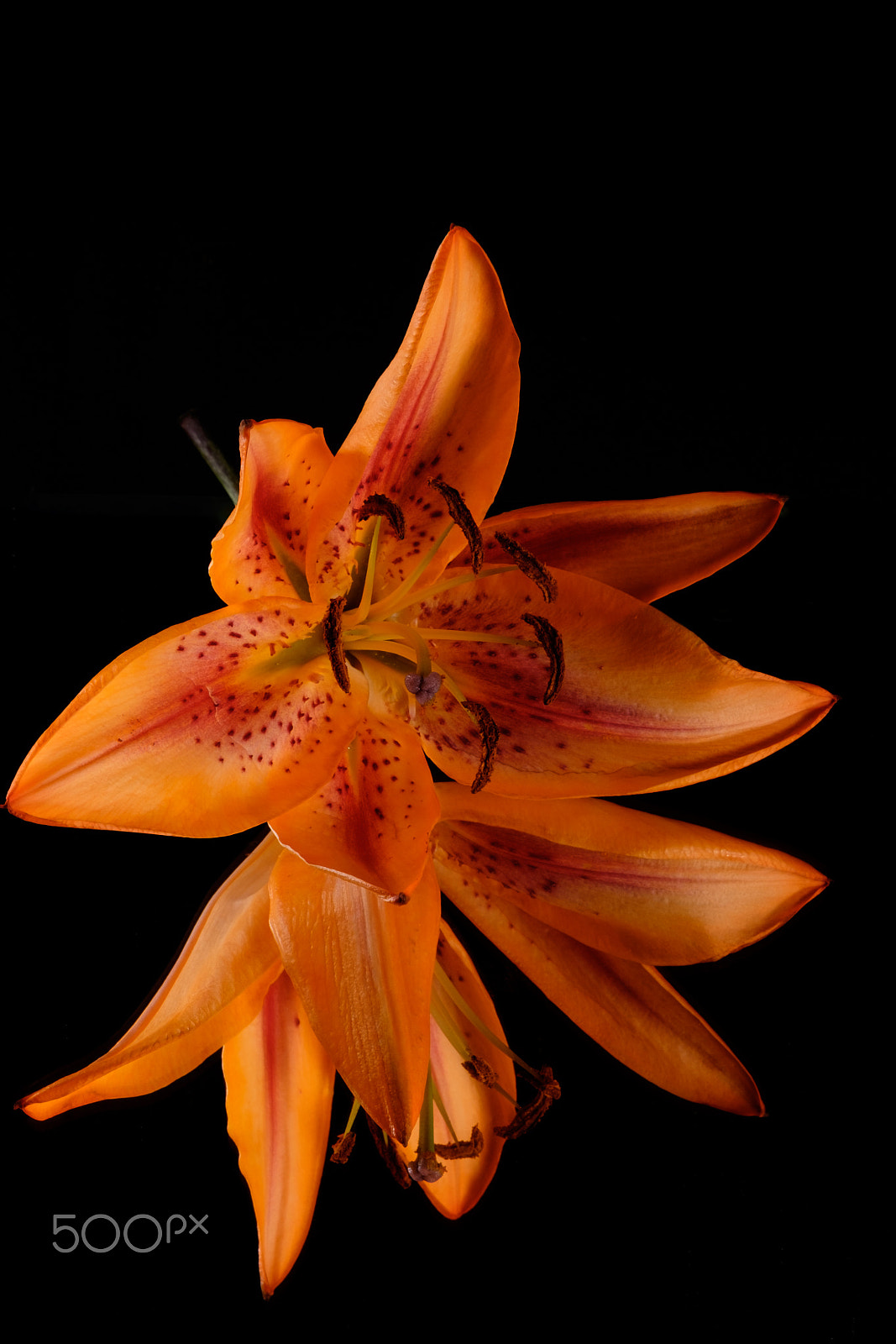 Fujifilm X-T1 + Fujifilm XF 90mm F2 R LM WR sample photo. Fallen orange oriental lily photography