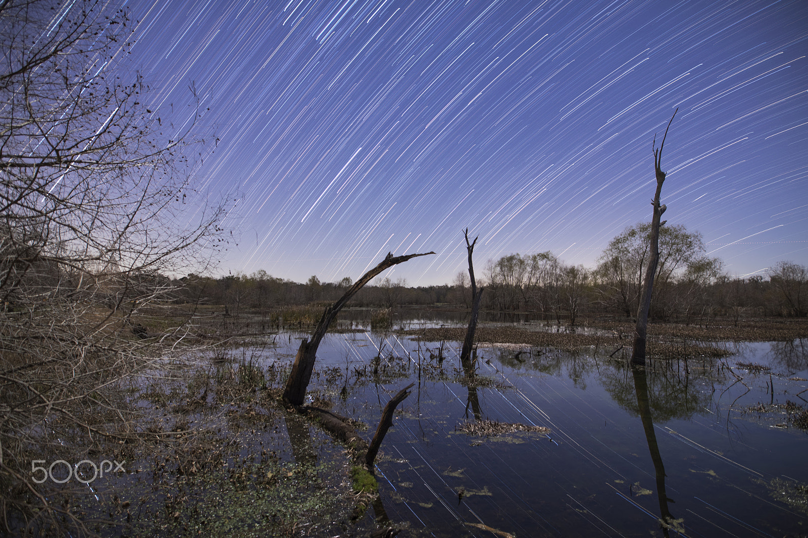 Sigma 20mm F1.4 DG HSM Art sample photo. Star trails over brazos bend photography