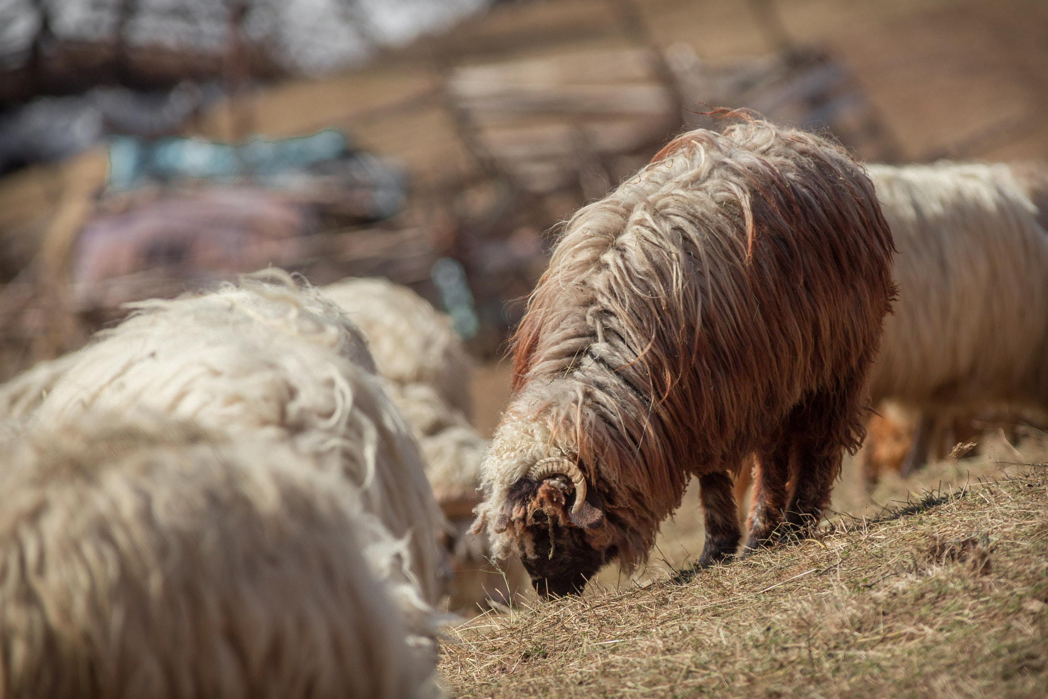 Canon EF 70-200mm F2.8L USM sample photo. The black sheep of the flock photography