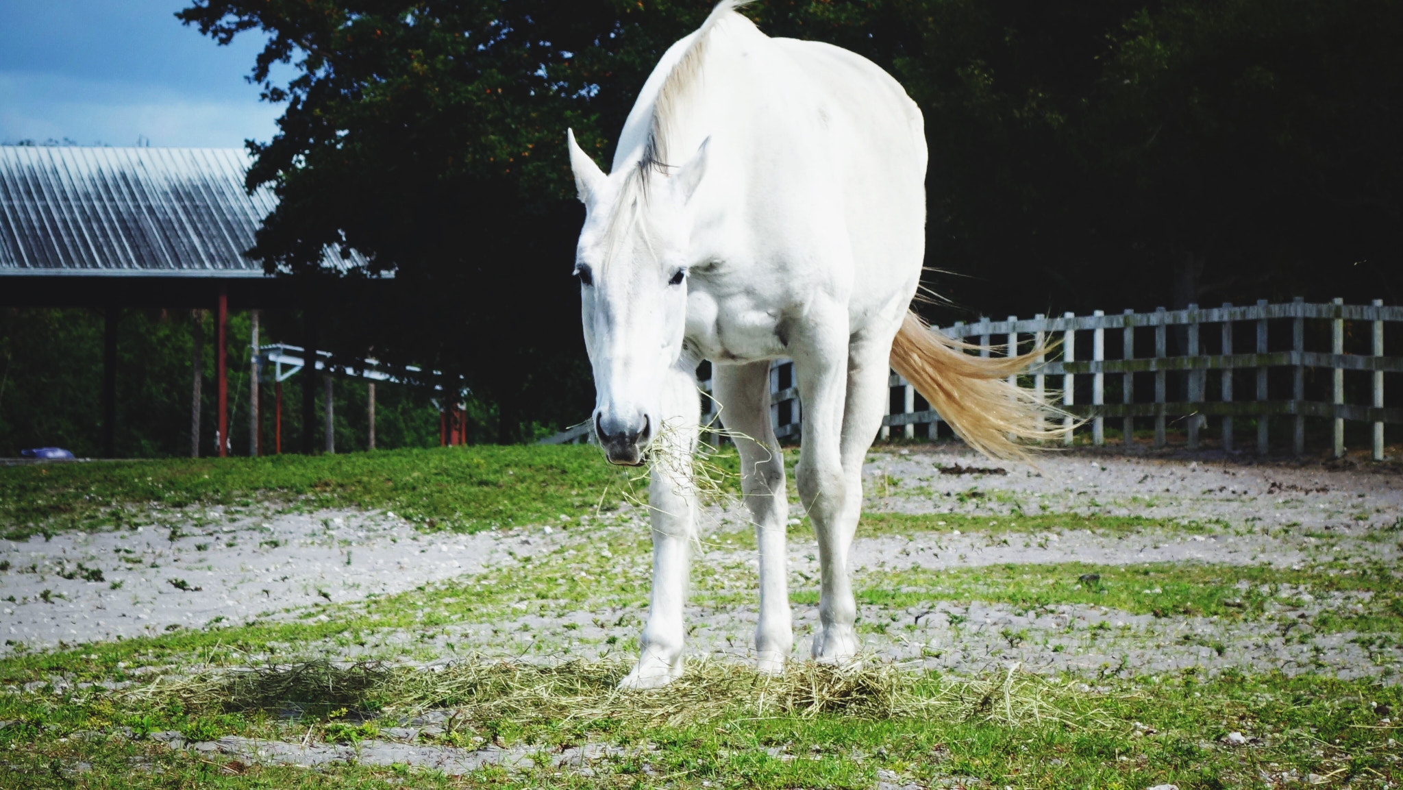 Sony 28-100mm F1.8-4.9 sample photo. White stallion photography