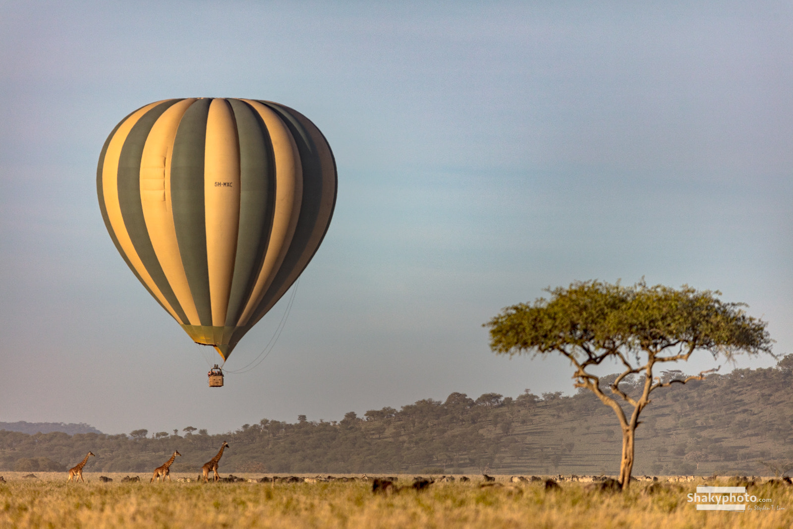 Canon EF 200-400mm F4L IS USM Extender 1.4x sample photo. Balloon photography