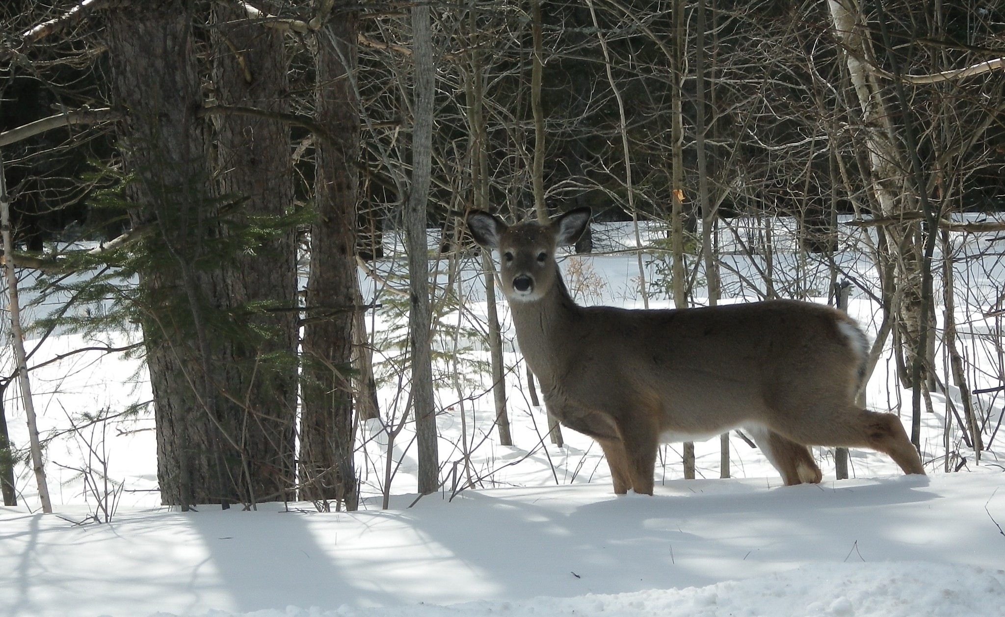 Pentax Optio WG-1 sample photo. Doe a deer photography