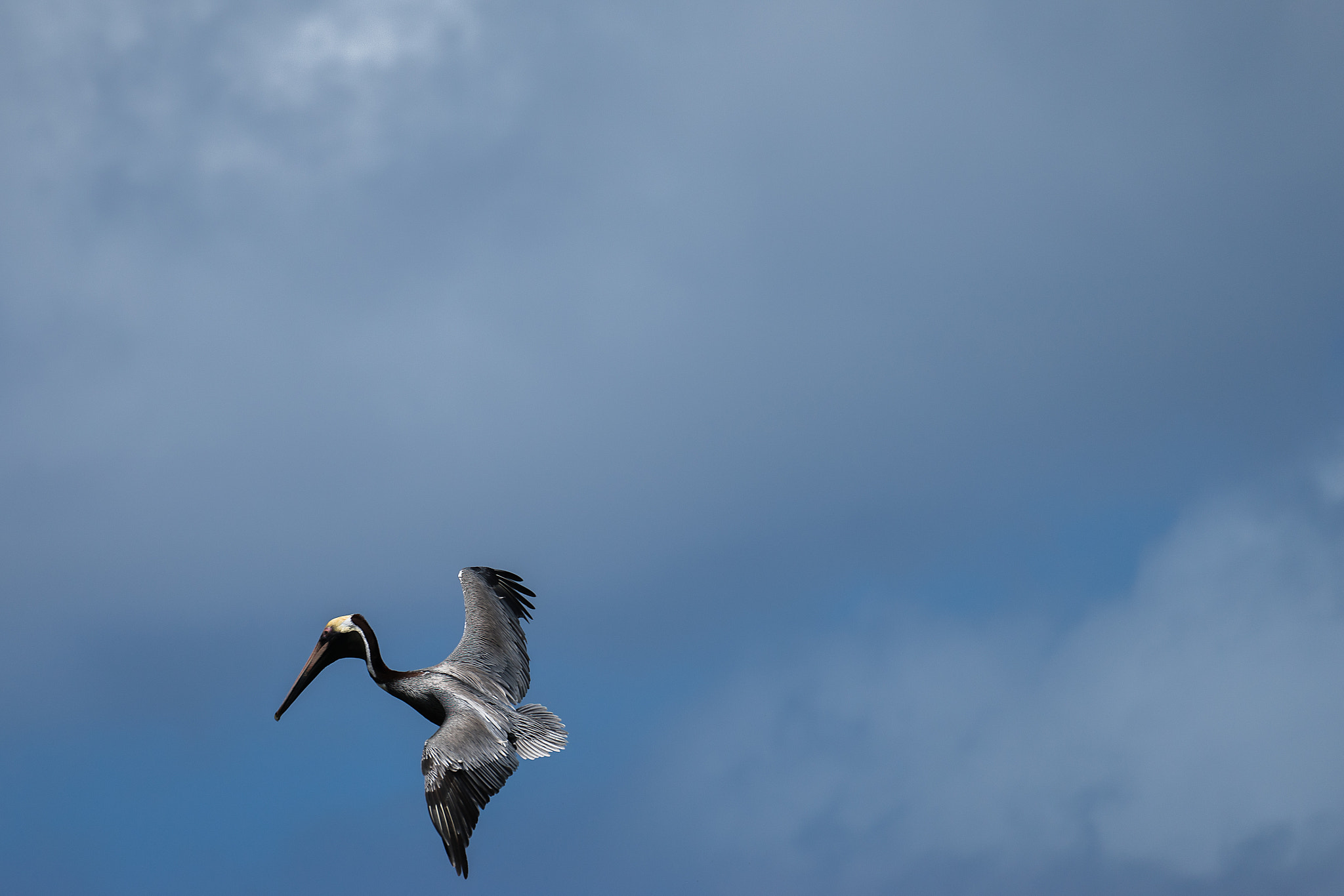 Sony FE 70-300mm F4.5-5.6 G OSS sample photo. Virgin gorda pelican photography
