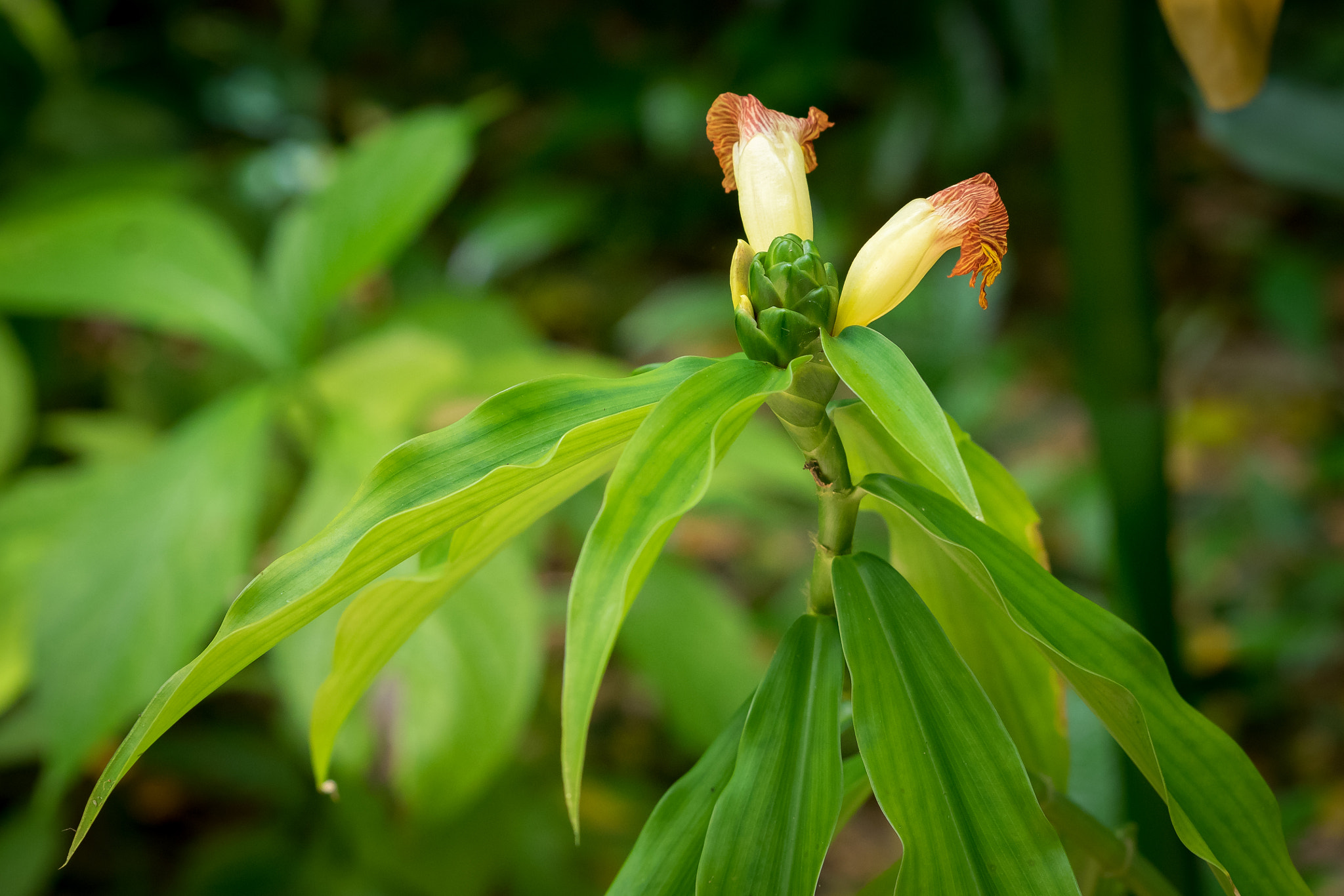 Olympus OM-D E-M1 sample photo. Costus pictus photography