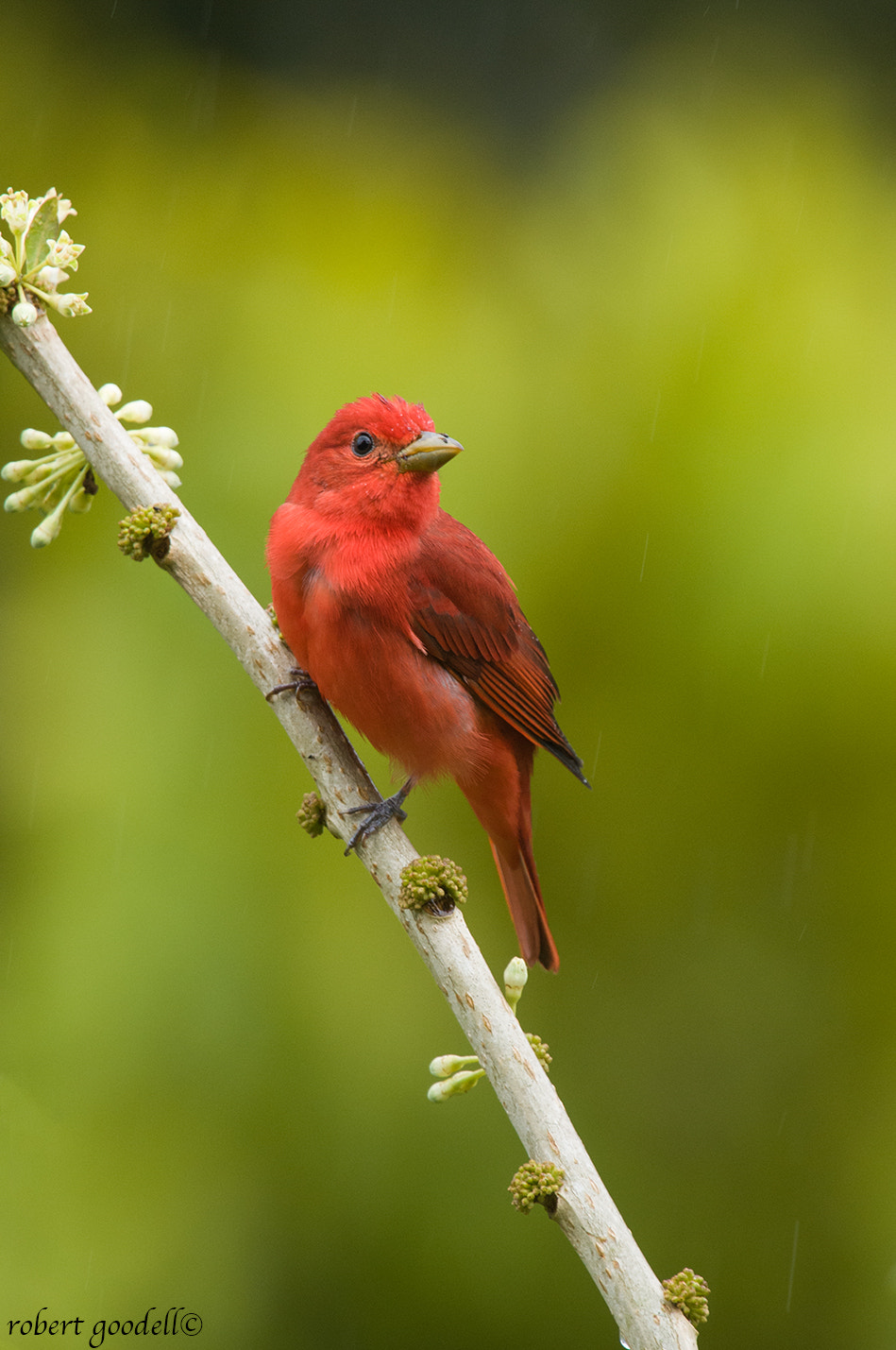 Nikon D300 + Nikon AF-S Nikkor 500mm F4G ED VR sample photo. Summer tanager photography