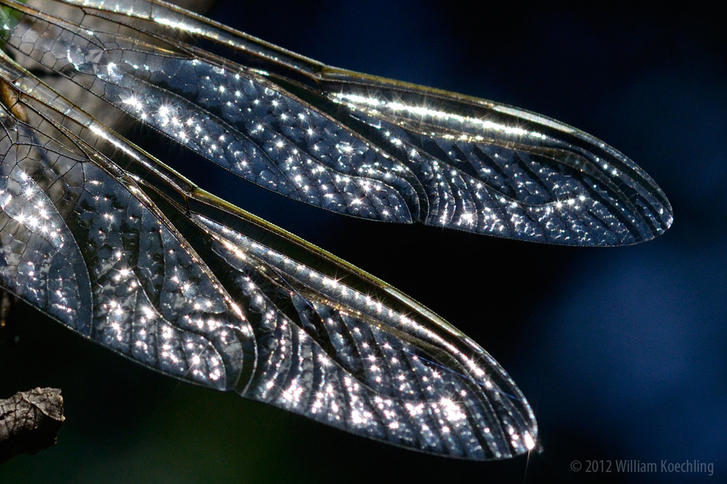 Nikon D7000 + AF Micro-Nikkor 60mm f/2.8 sample photo. Dragonfly wings photography