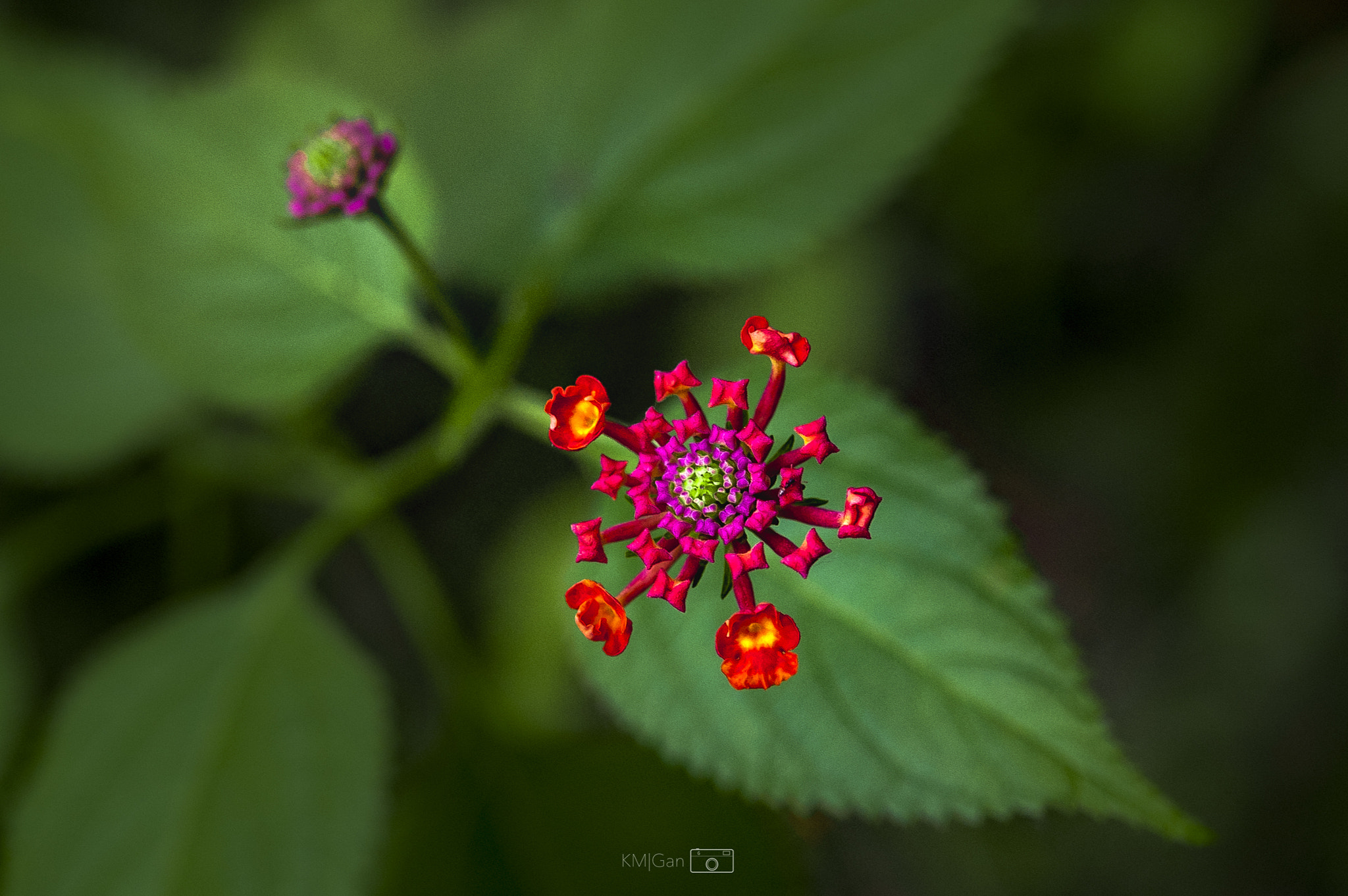 Nikon D3 sample photo. Flower photography