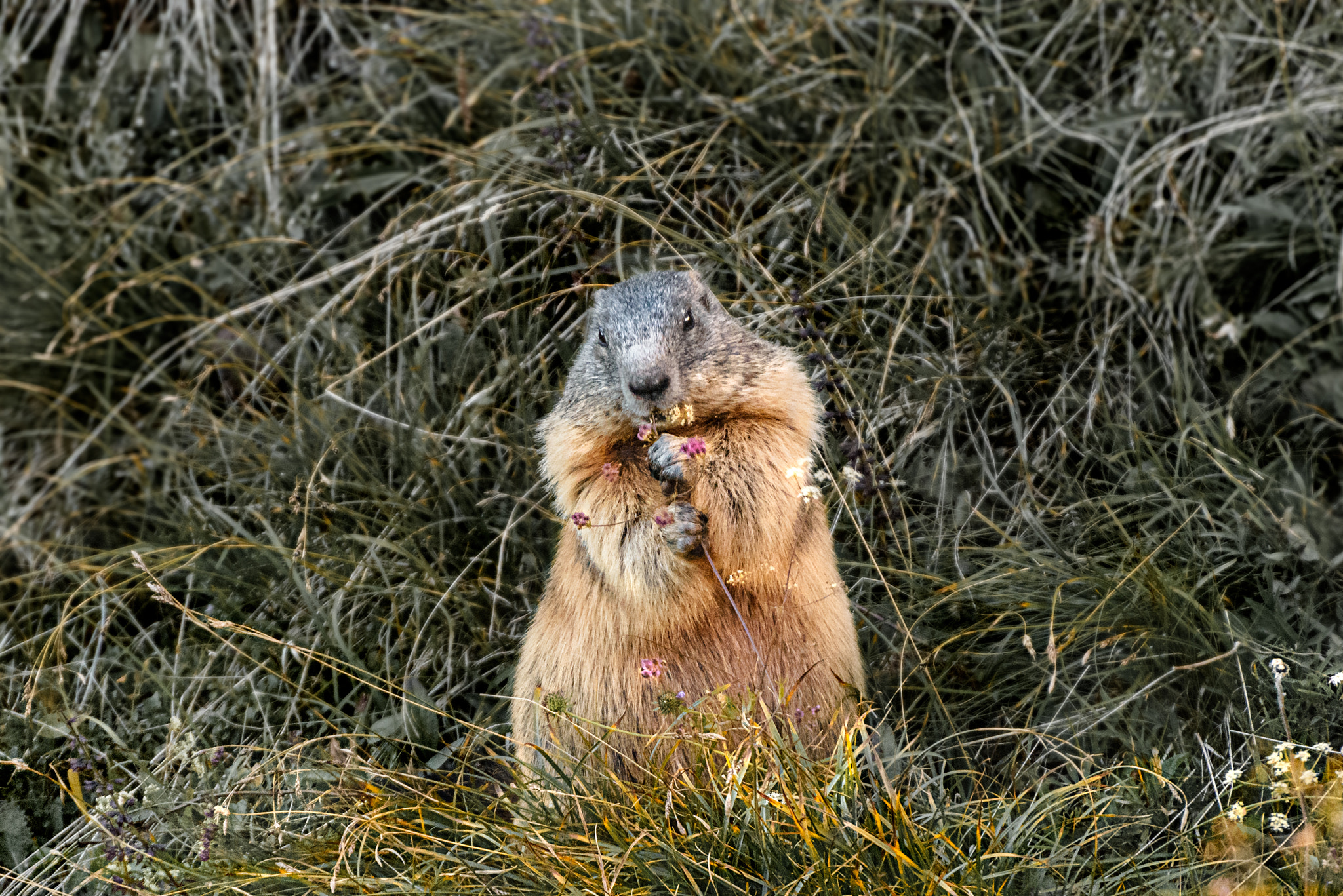 Nikon D810 sample photo. The marmot lunch photography