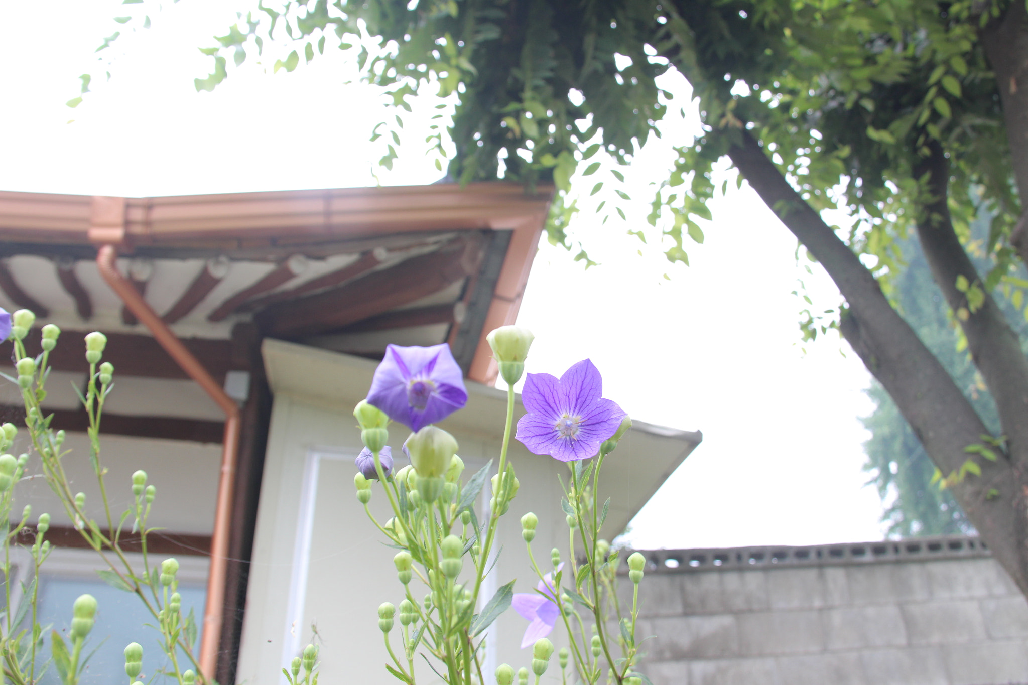 Canon EF-S 18-200mm F3.5-5.6 IS sample photo. 나를반기는`````고향의 도라지꽃^^ photography