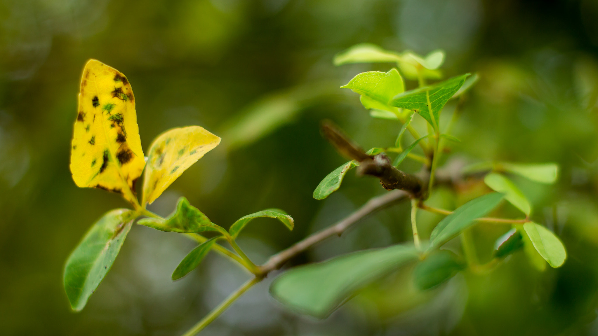 Canon EOS 550D (EOS Rebel T2i / EOS Kiss X4) + Canon EF 50mm F1.4 USM sample photo. Yellow & green photography