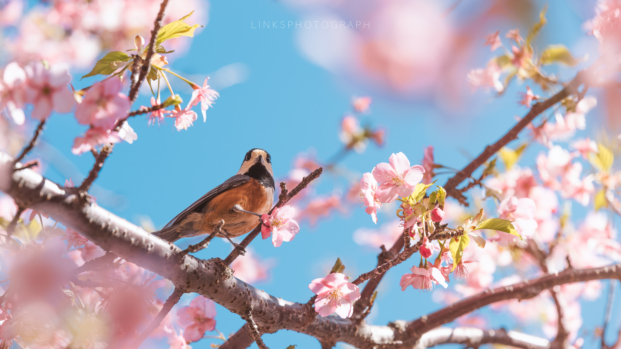 Nikon D810 + Tamron SP 70-200mm F2.8 Di VC USD sample photo. Sakura～ spring～ photography