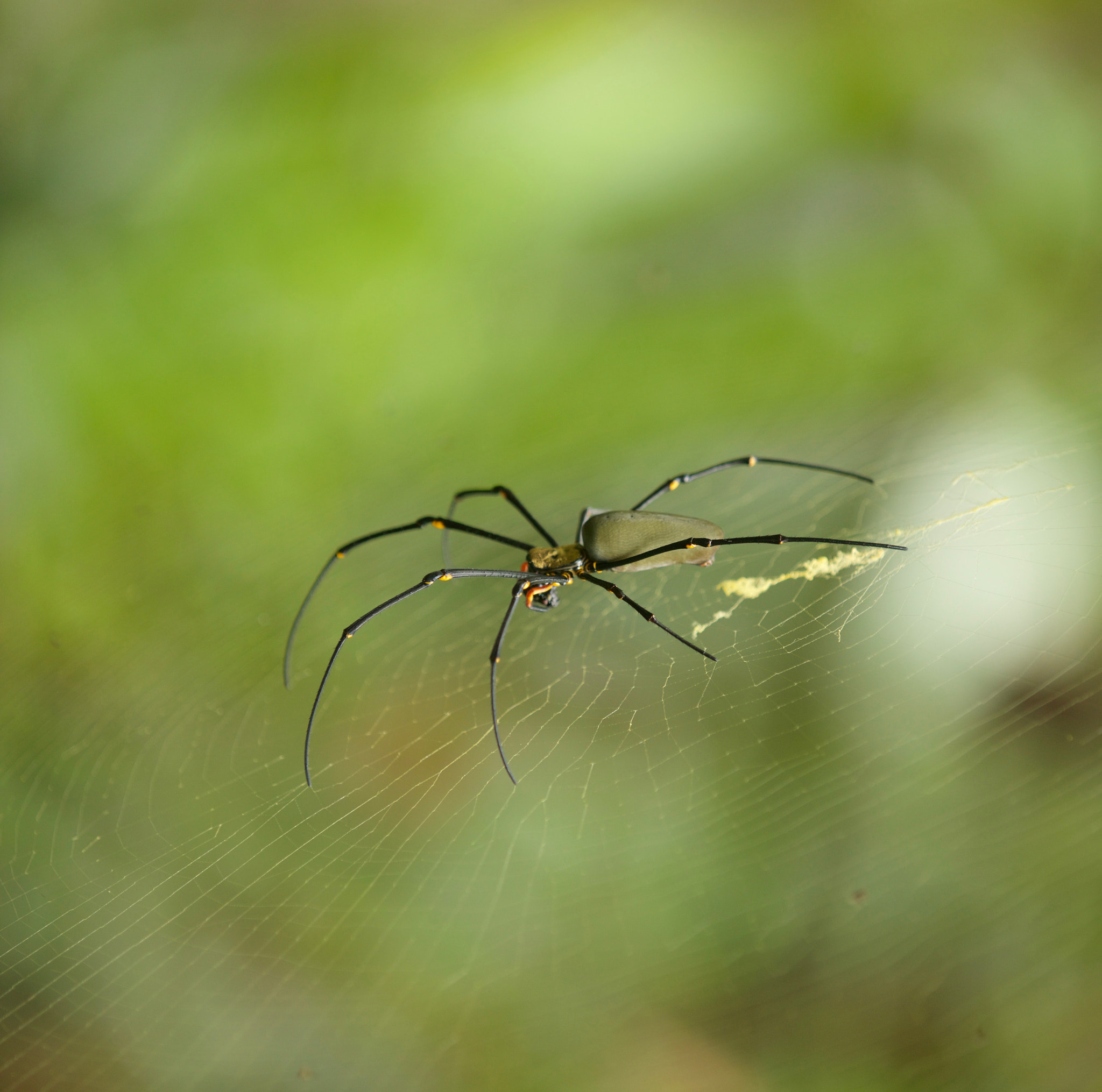 Canon EOS 5DS + Canon EF 70-200mm F2.8L IS II USM sample photo. Spider in wild photography