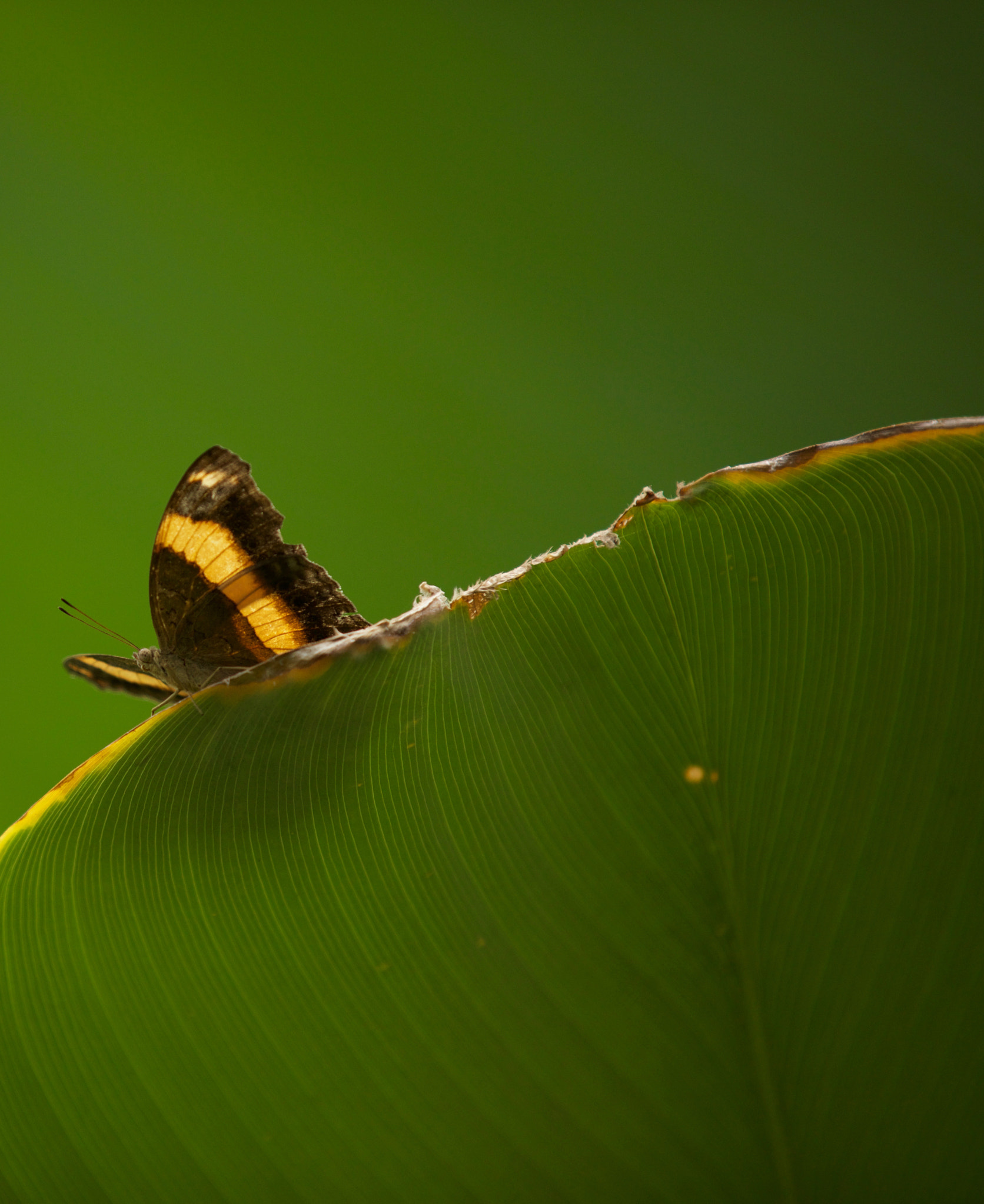 Canon EOS 5DS sample photo. Camouflaged photography