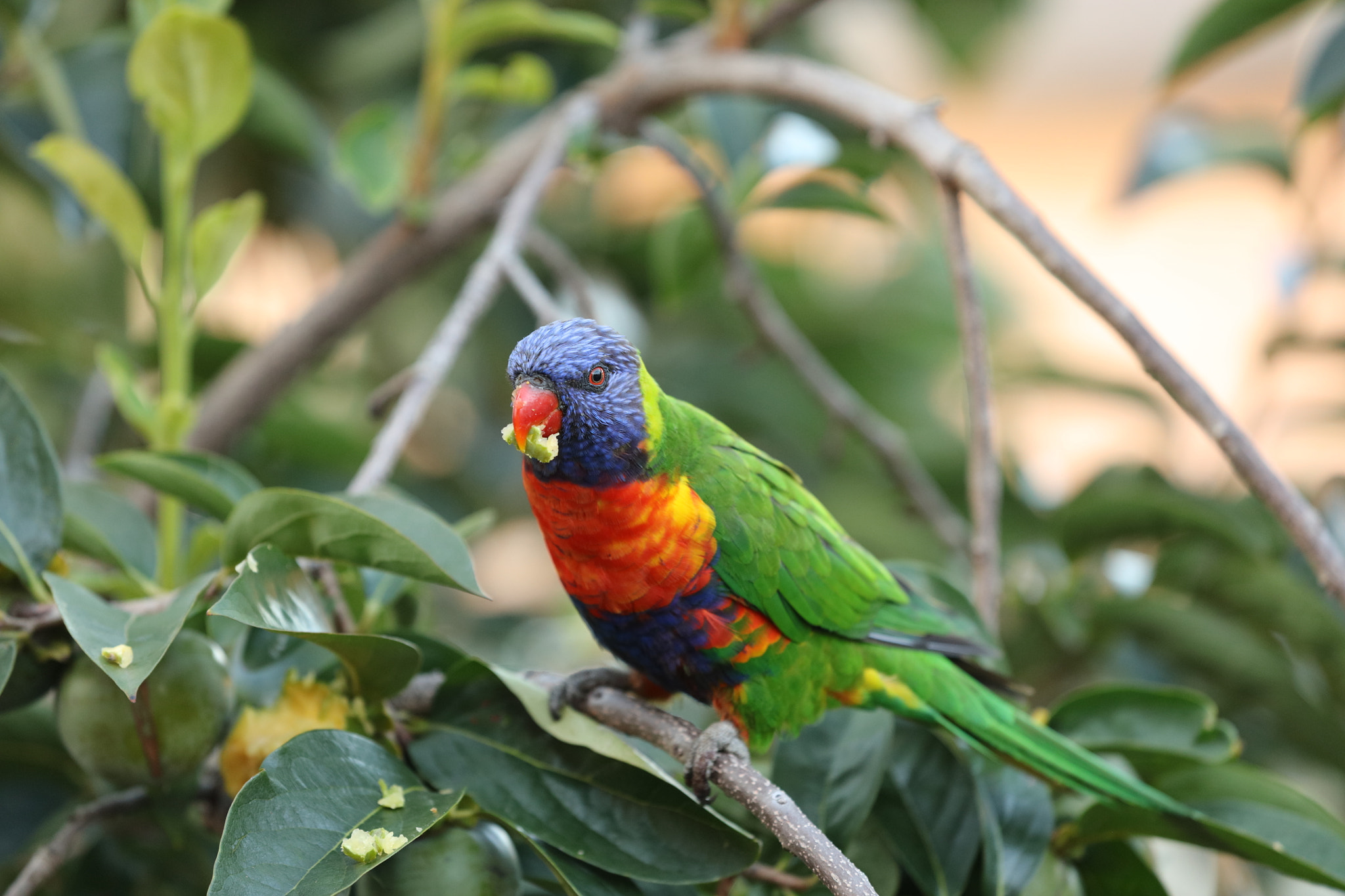 Canon EOS 5DS + Canon EF 70-200mm F2.8L IS II USM sample photo. Lorikeet photography