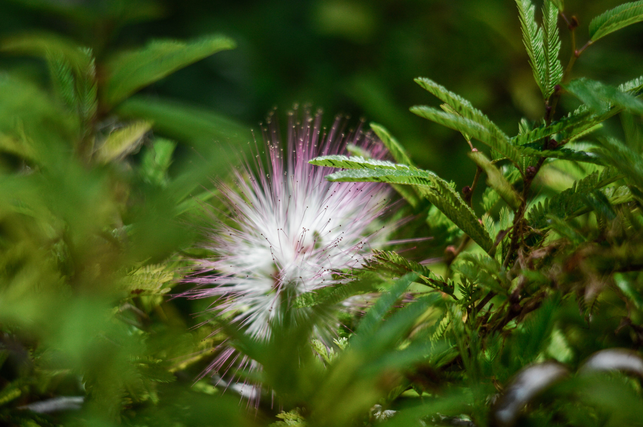 Nikon D3200 sample photo. Dsc photography