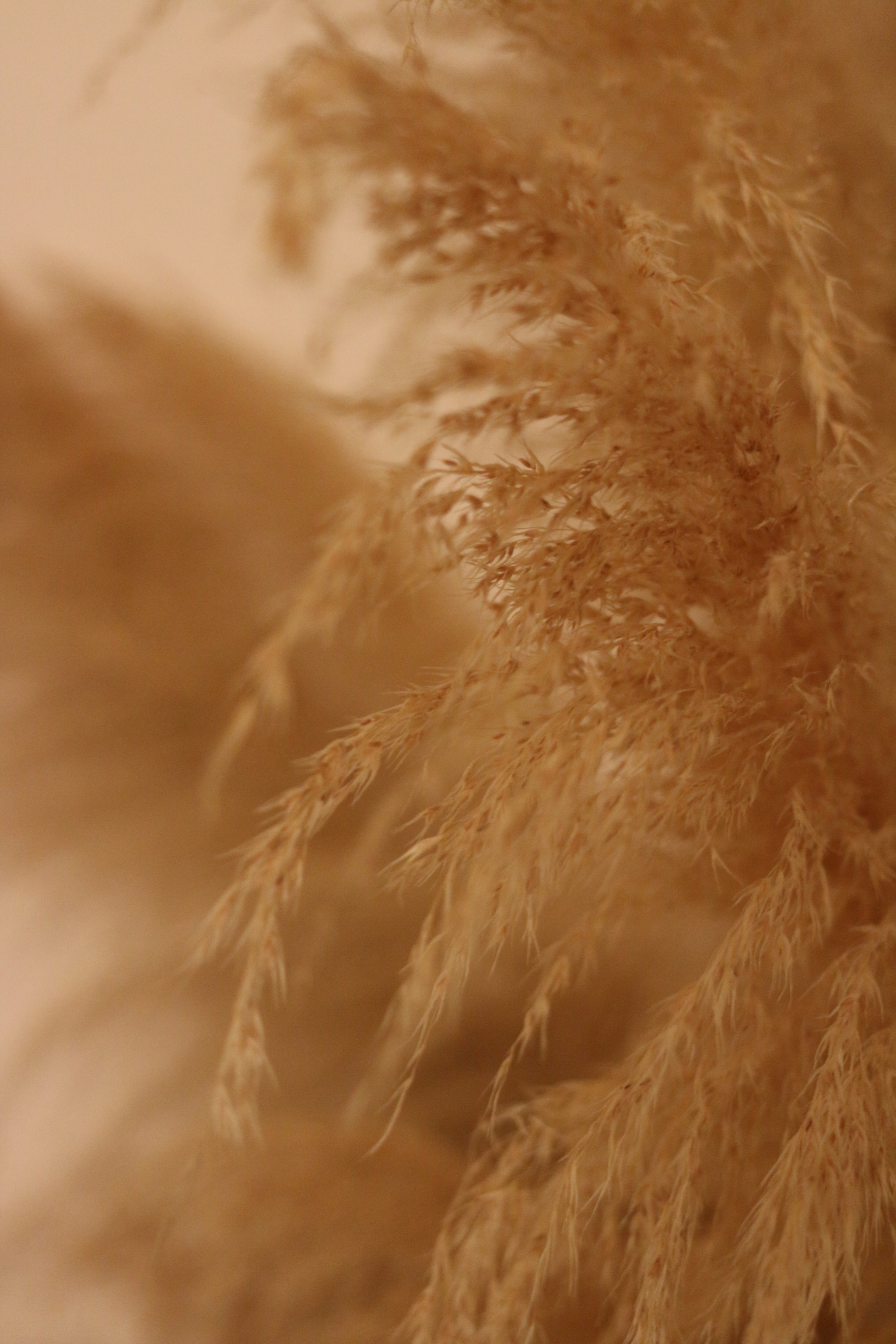 Canon EOS 70D + Canon EF 40mm F2.8 STM sample photo. Dried leaves photography