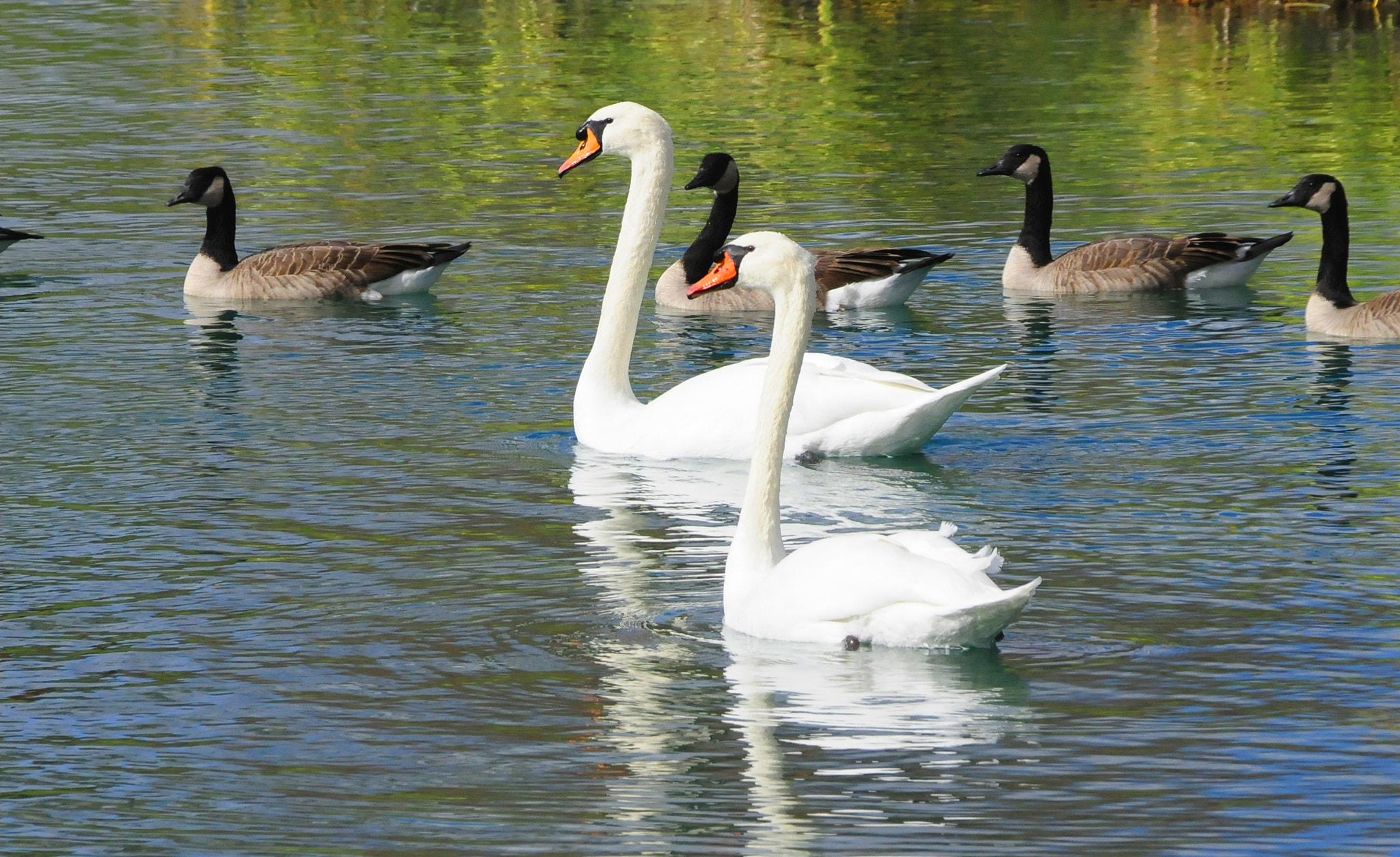 Nikon D300 sample photo. Tranquil pond photography