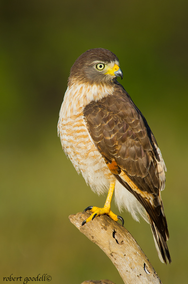 Nikon D3S + Nikon AF-S Nikkor 500mm F4G ED VR sample photo. Roadside hawk photography