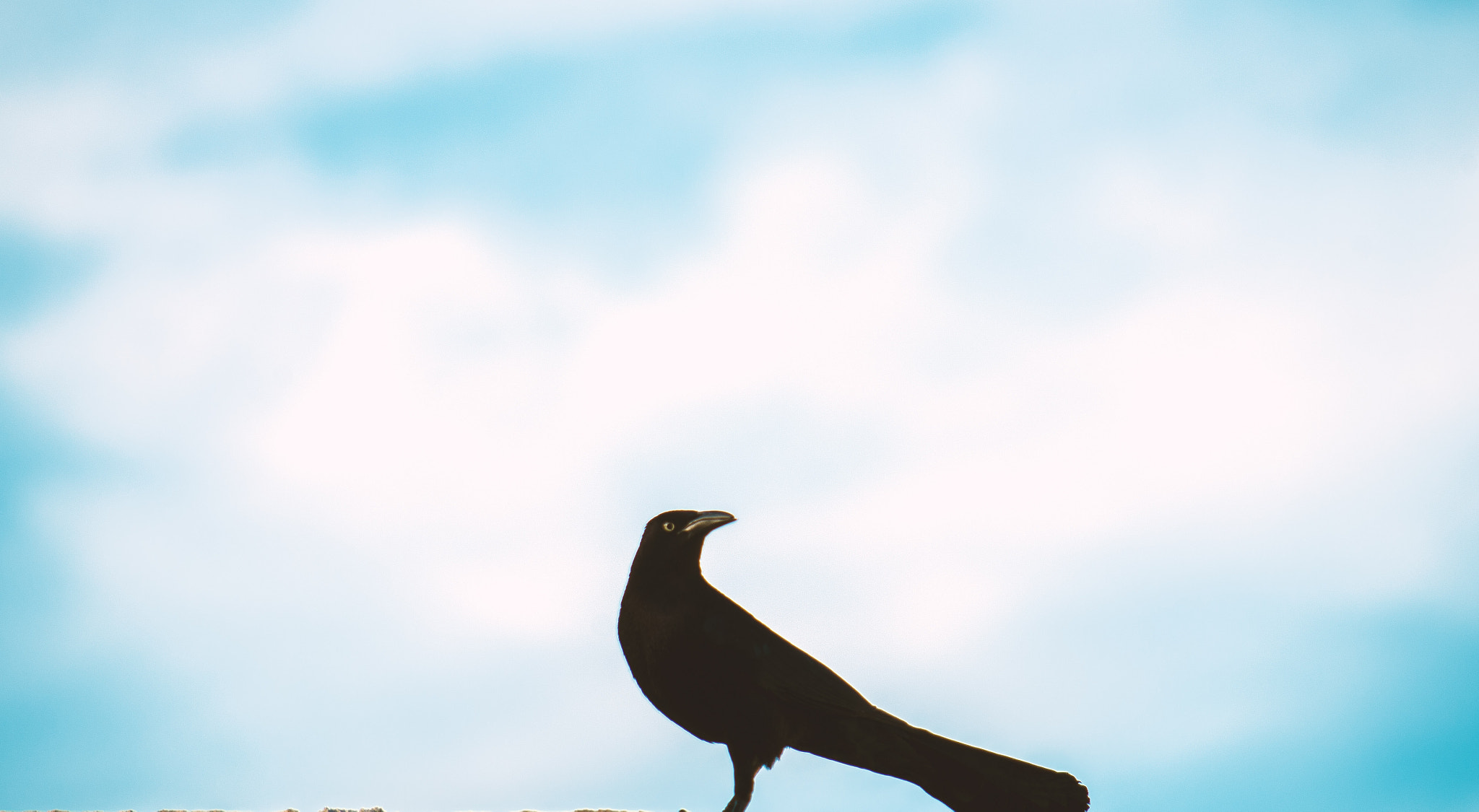 smc Pentax-DA L 50-200mm F4-5.6 ED WR sample photo. Pajaro negro photography