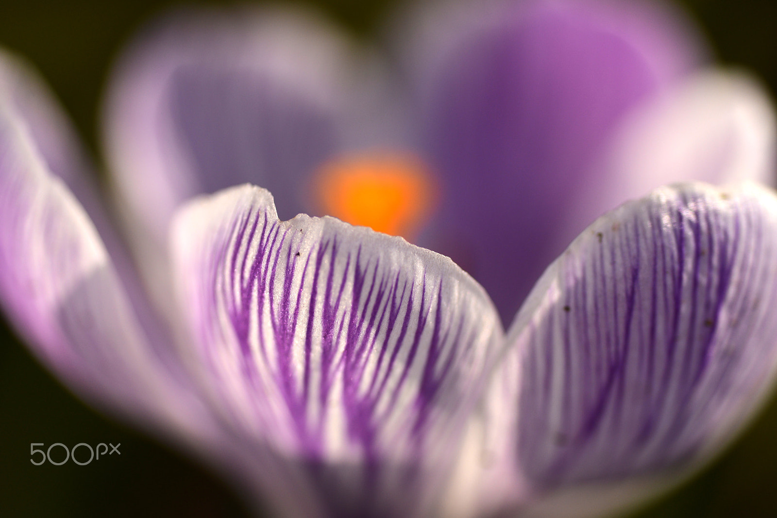 Nikon D600 sample photo. Spring sign photography