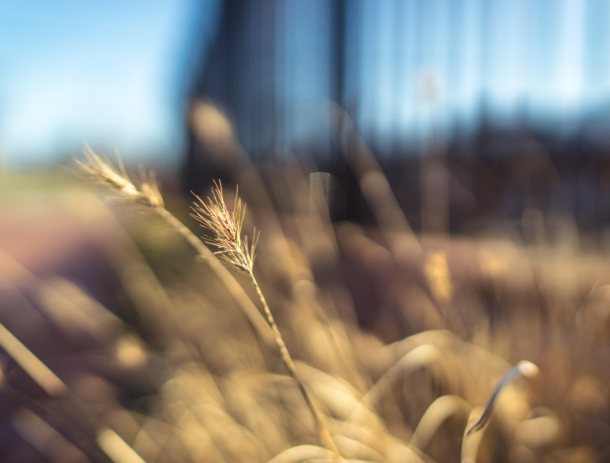 Sony a7 II + Sony Distagon T* FE 35mm F1.4 ZA sample photo. Shallow photography