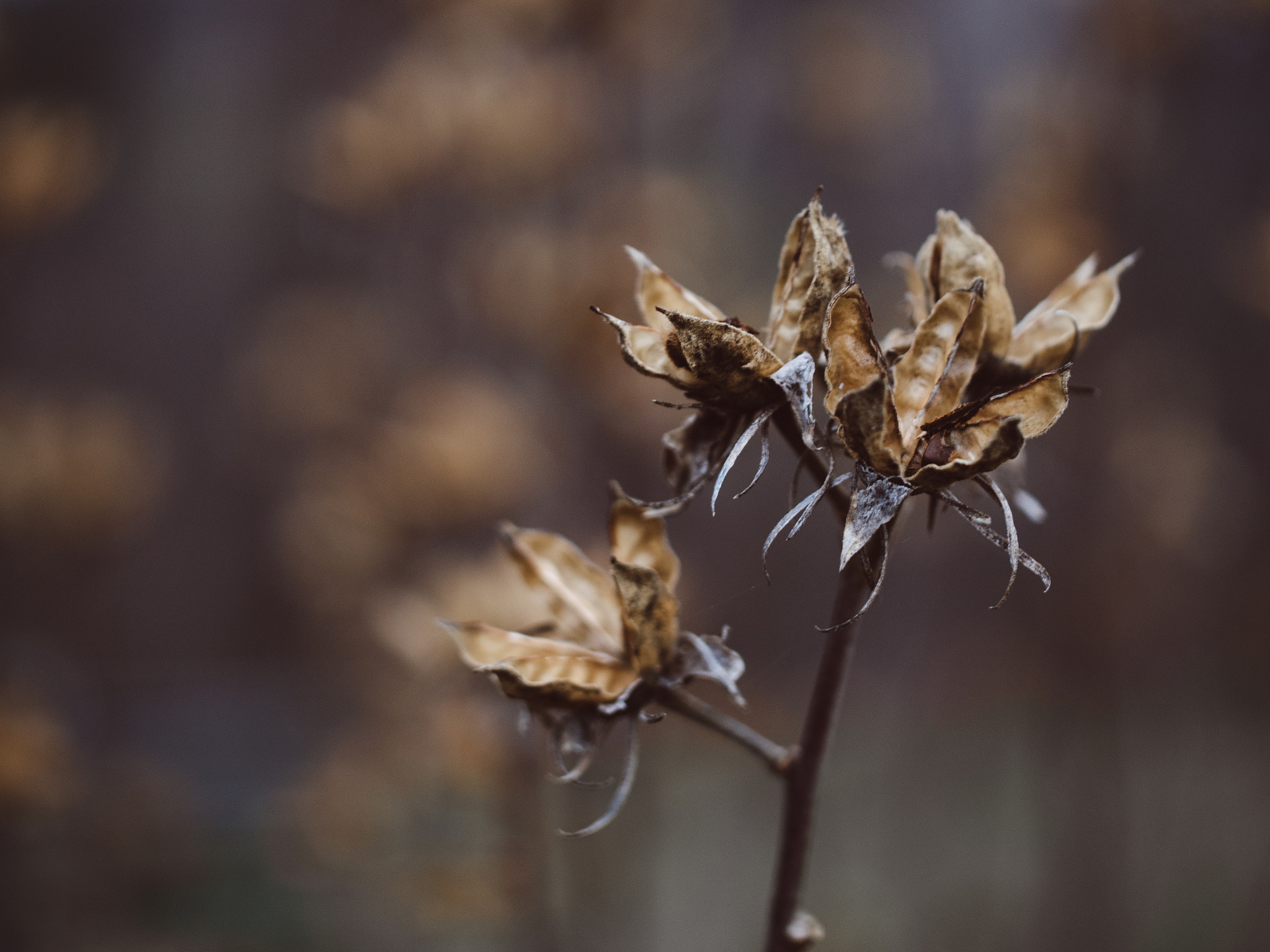 Panasonic Leica DG Macro-Elmarit 45mm F2.8 ASPH OIS sample photo. Fading beauty photography